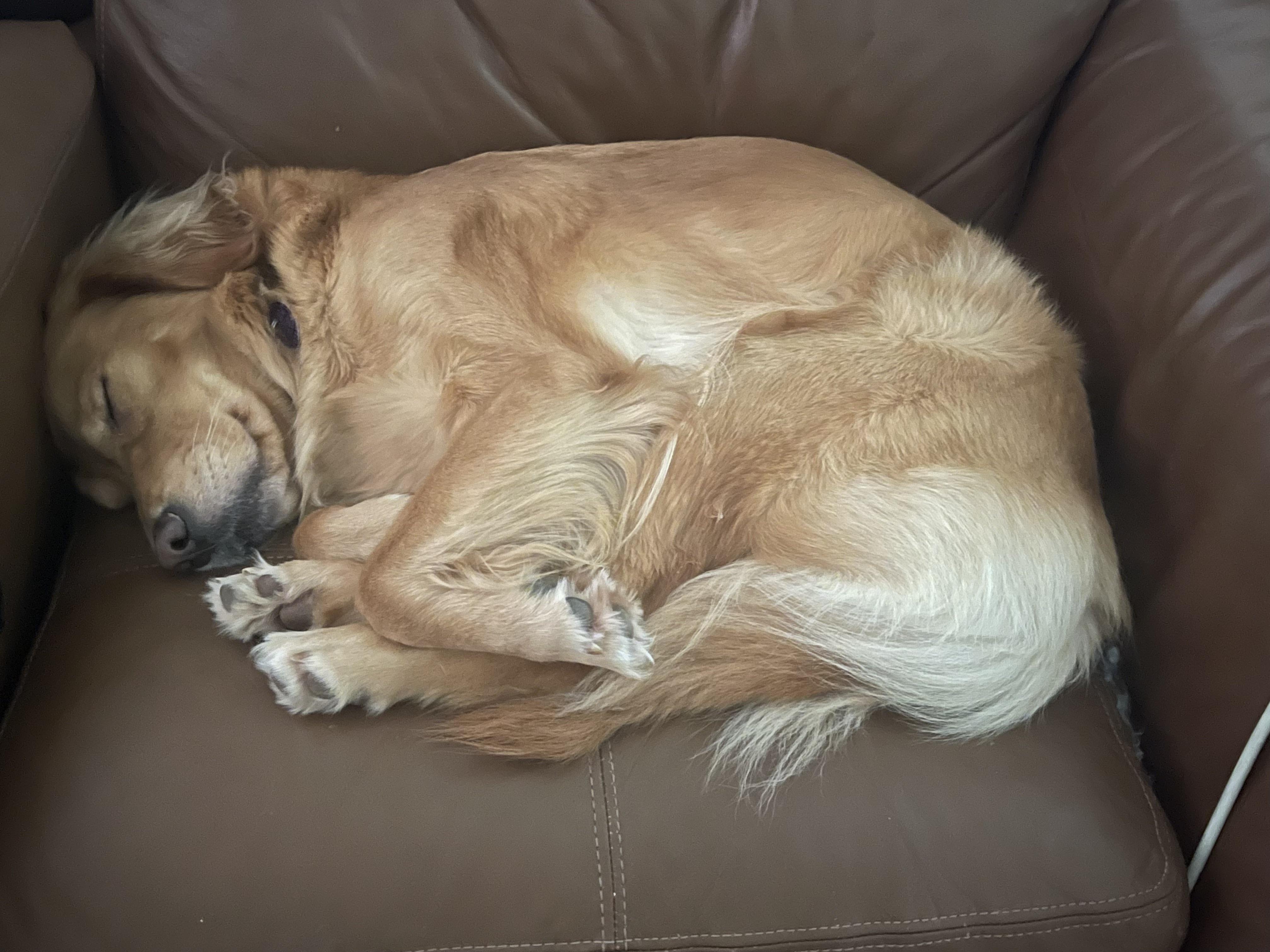 Sleeping with a smile on her face. My baby Mahi. r/rarepuppers