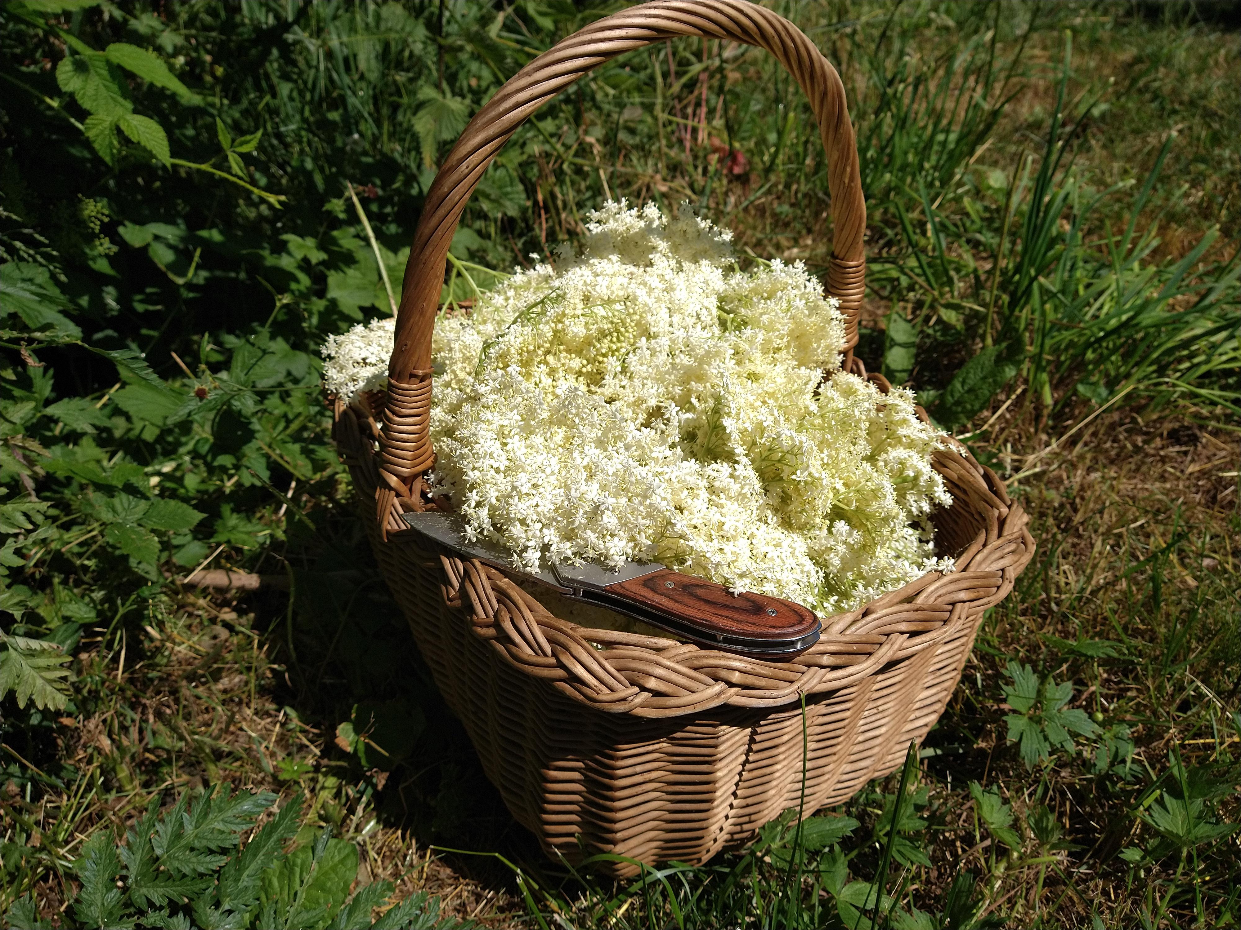 Today's elderflower harvest. Some will be used for elderflower drink