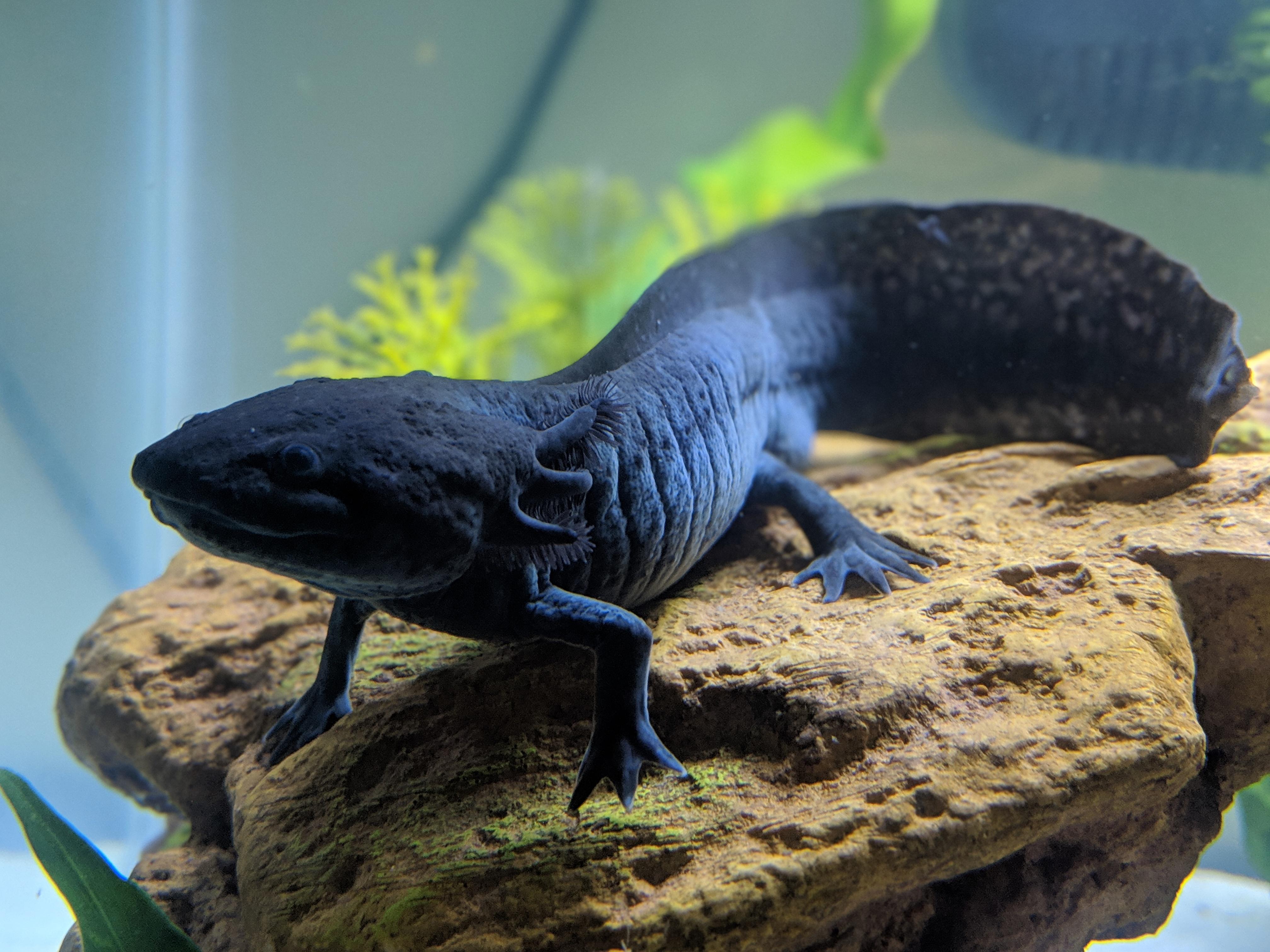 3407 best Axolotls images on Pholder Axolotls, Aww and Aquariums