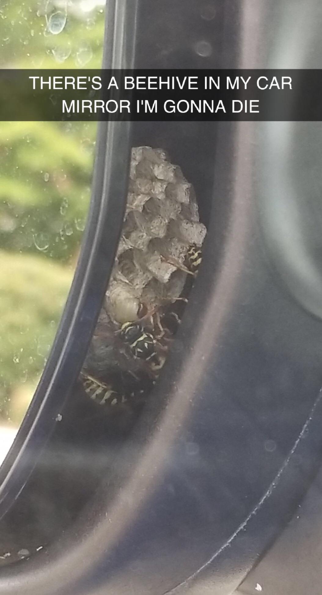 Bee hive in my friend’s new car’s mirror r/Wellthatsucks
