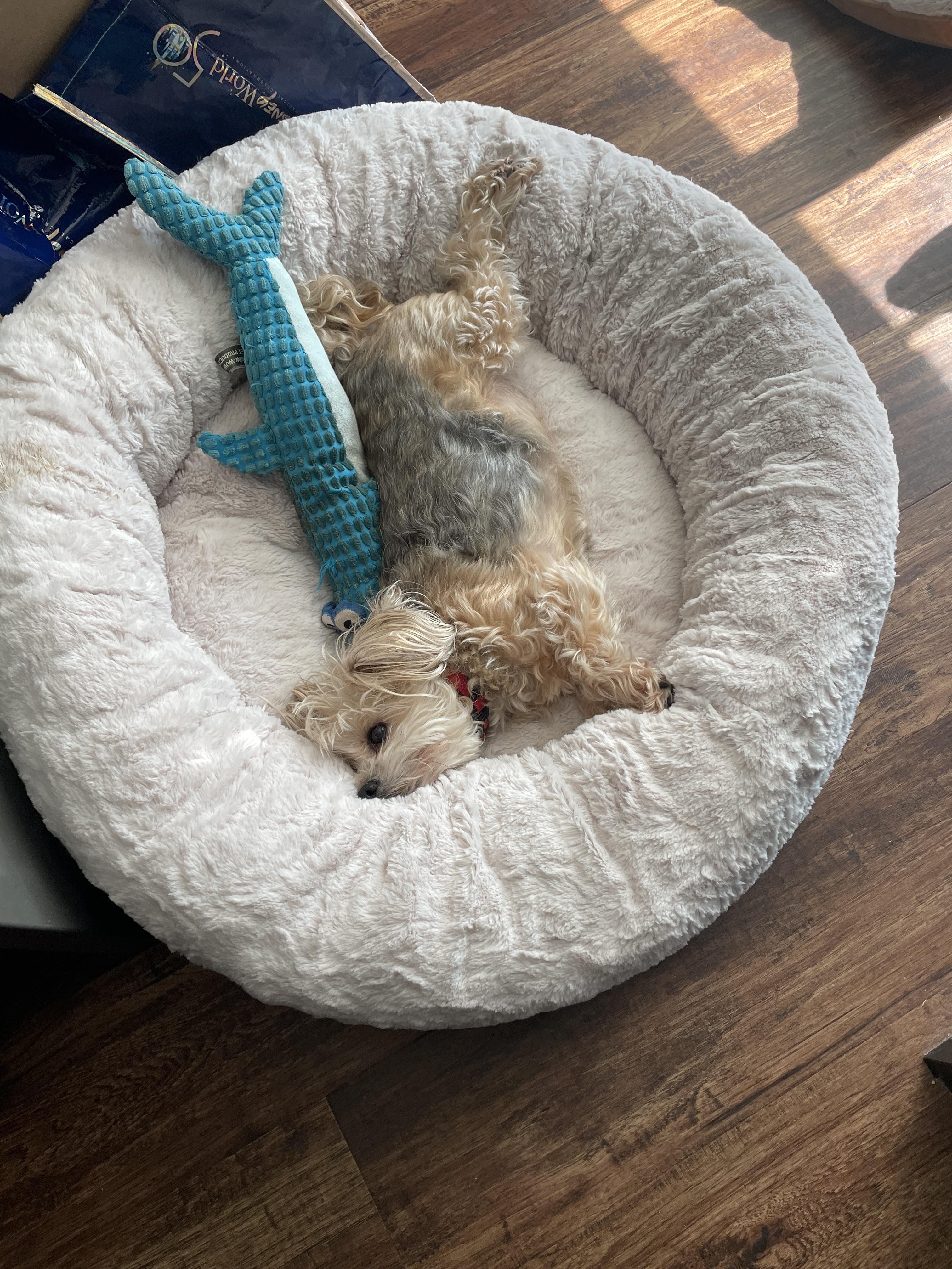 My dog really likes his new bed r/aww