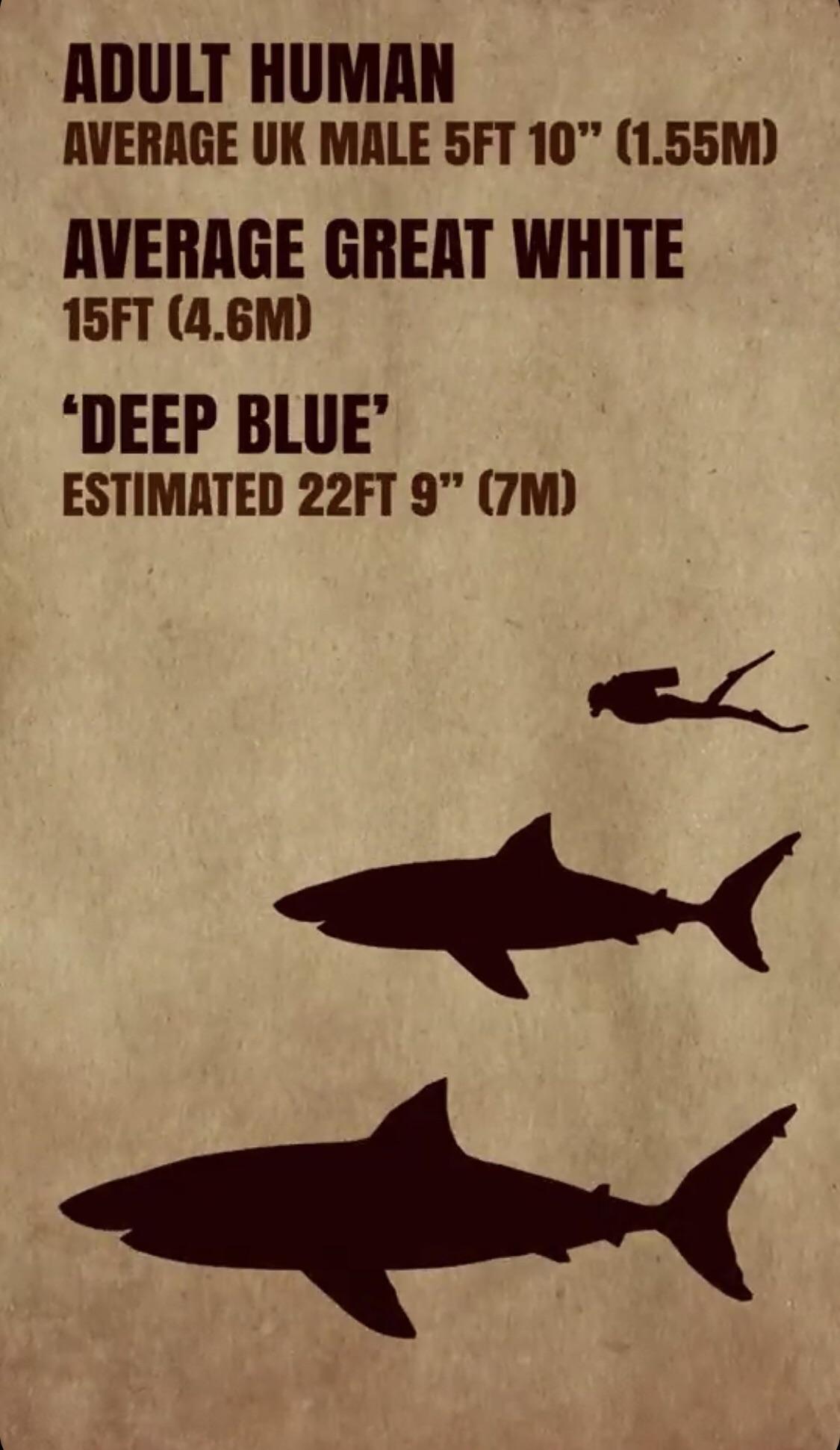 Worlds Largest Great White Shark Ever Caught