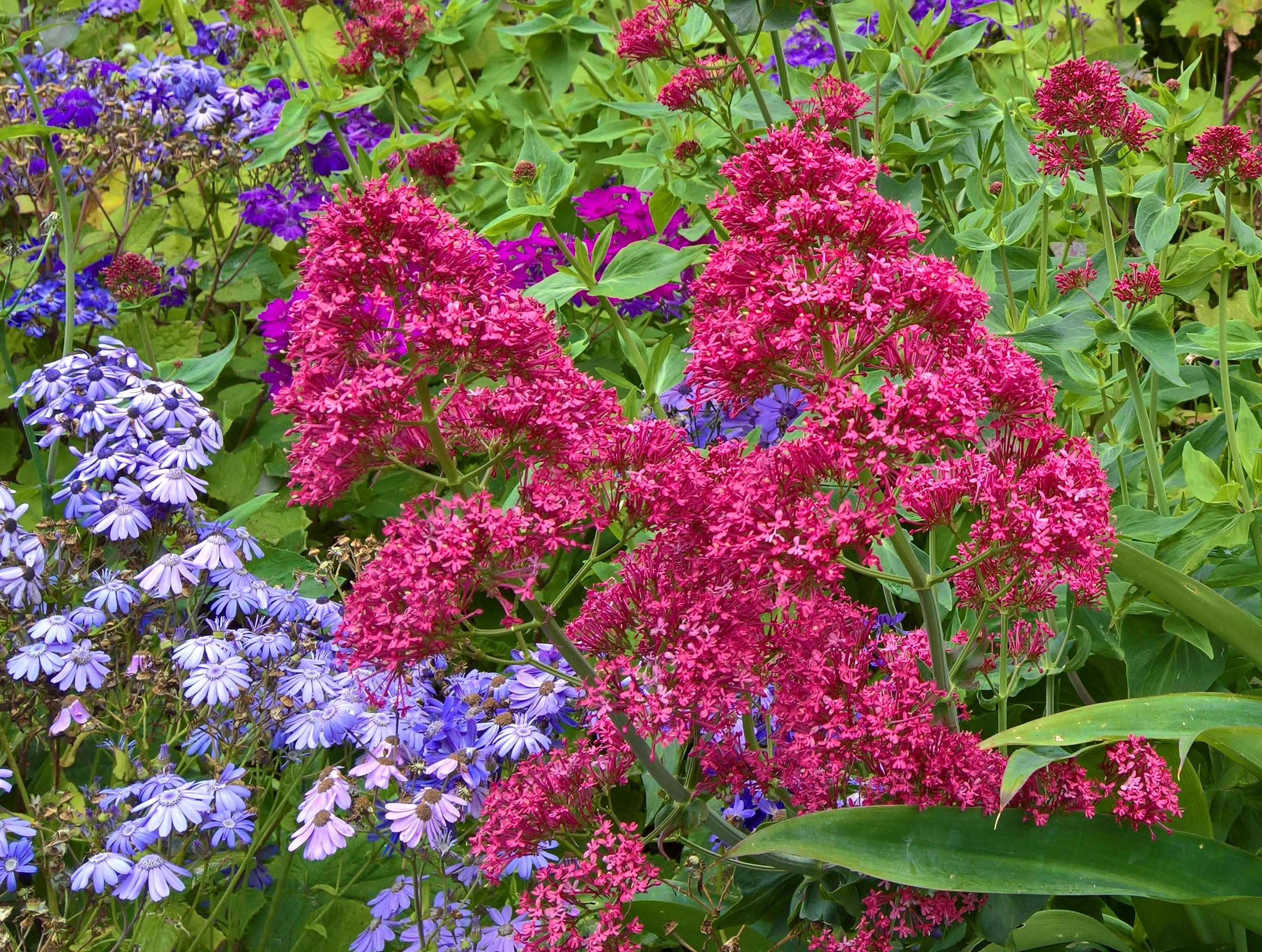 [Napier, New Zealand] [Outdoor, landscaped hillside] Multiple clustered reddish flowers on thick