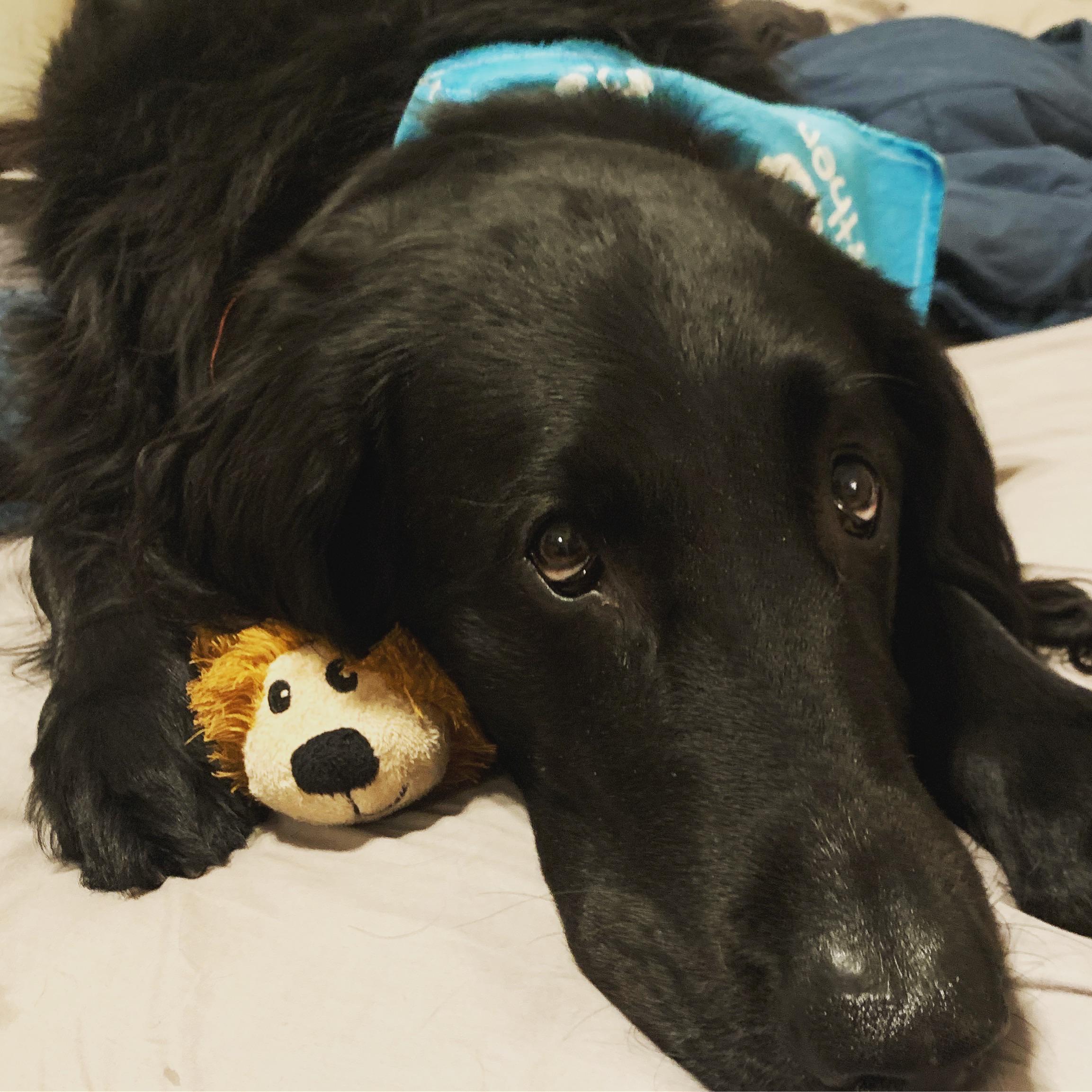 Brings a toy to bed every night r/flatcoat