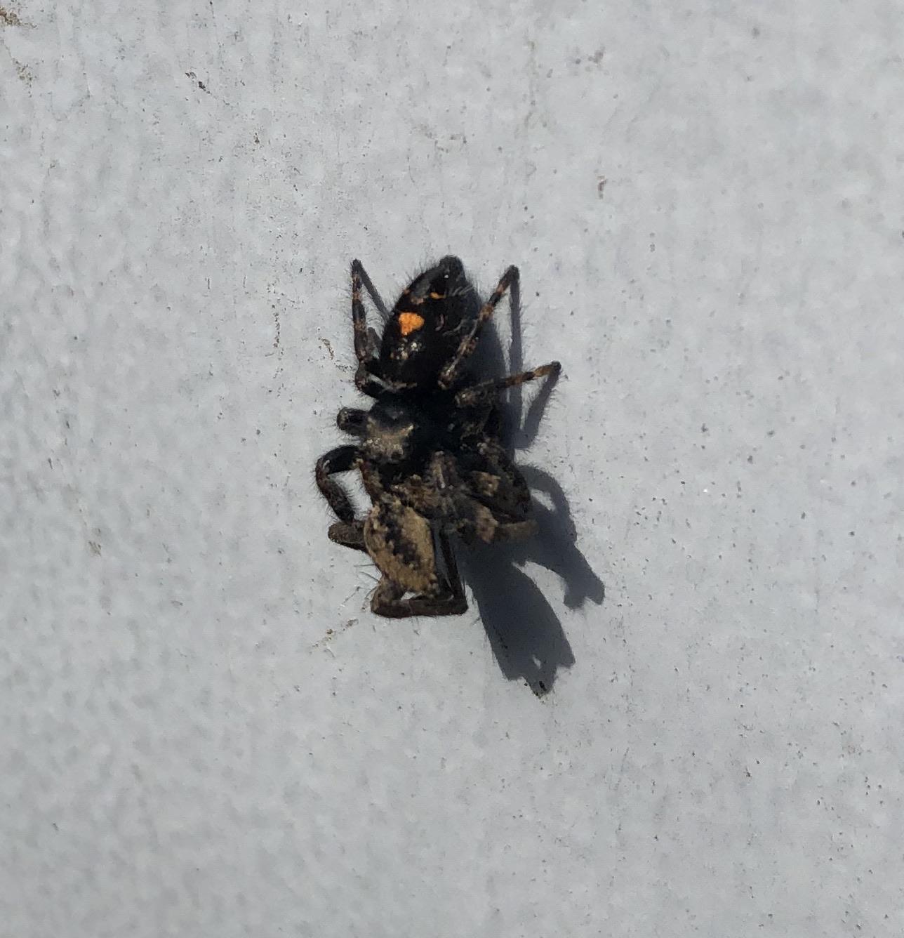 Bold Jumping Spider vs Wolf Spider. The wolf spider became lunch. : r