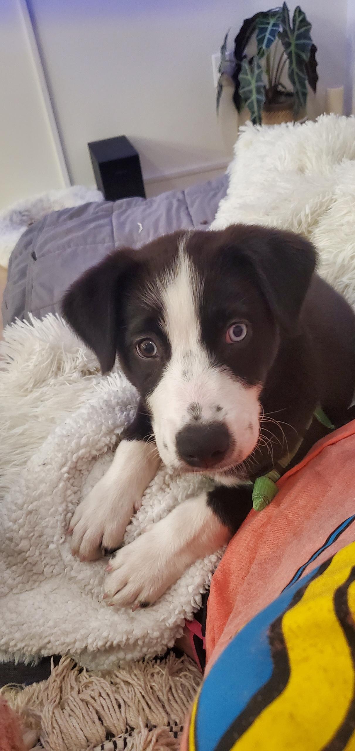 Alright friends! I'm getting this baby today. Tell me about dog parks