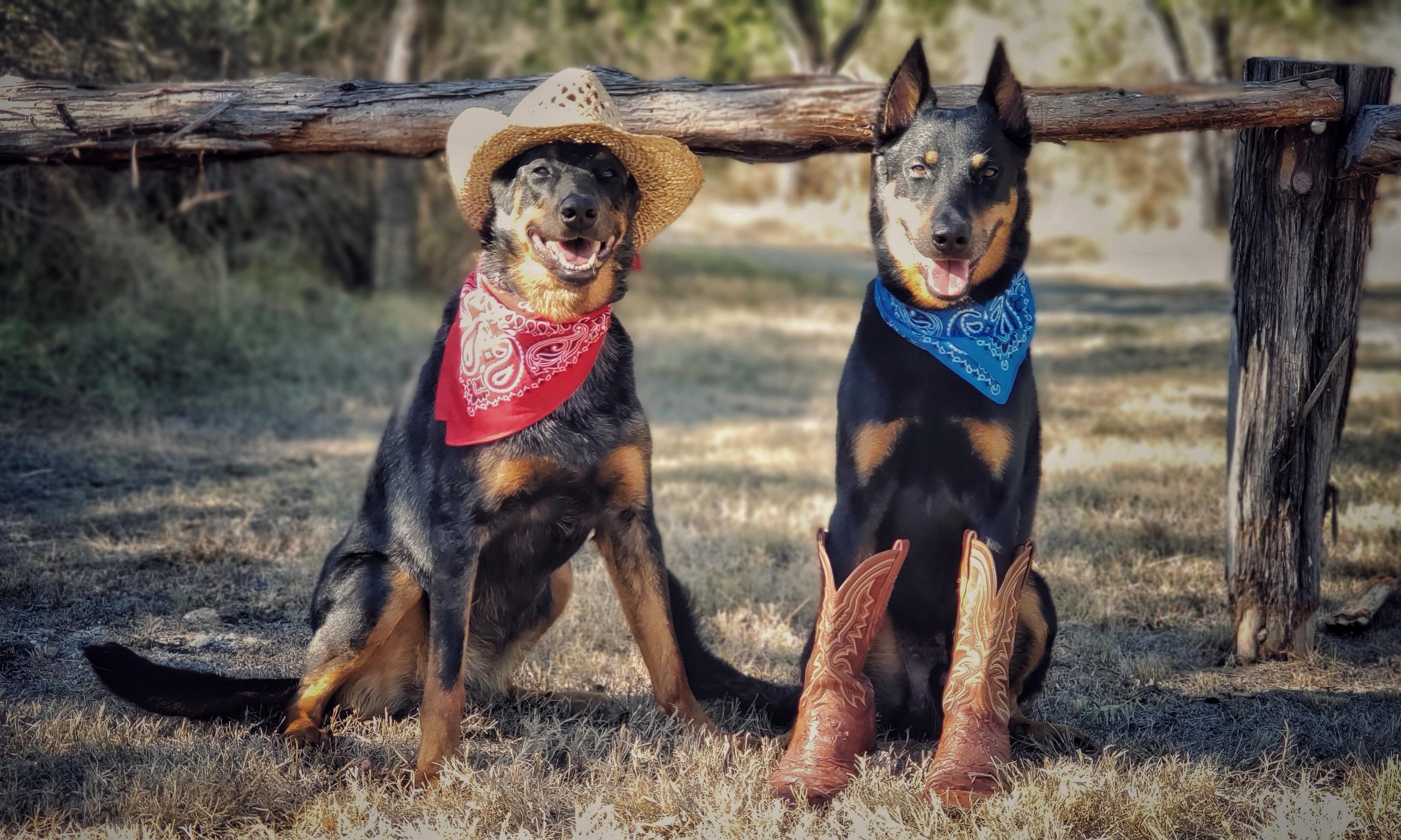 American Beauceron Club National Specialty is coming to Belton, TX next month! r/Beauceron