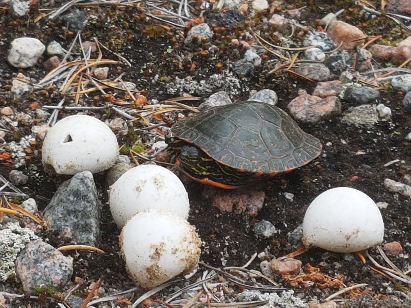 1yo painted turtle next to three painted turtle eggs one with egg shell