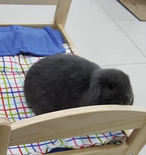 Peppy loving his new IKEA bed r/Rabbits