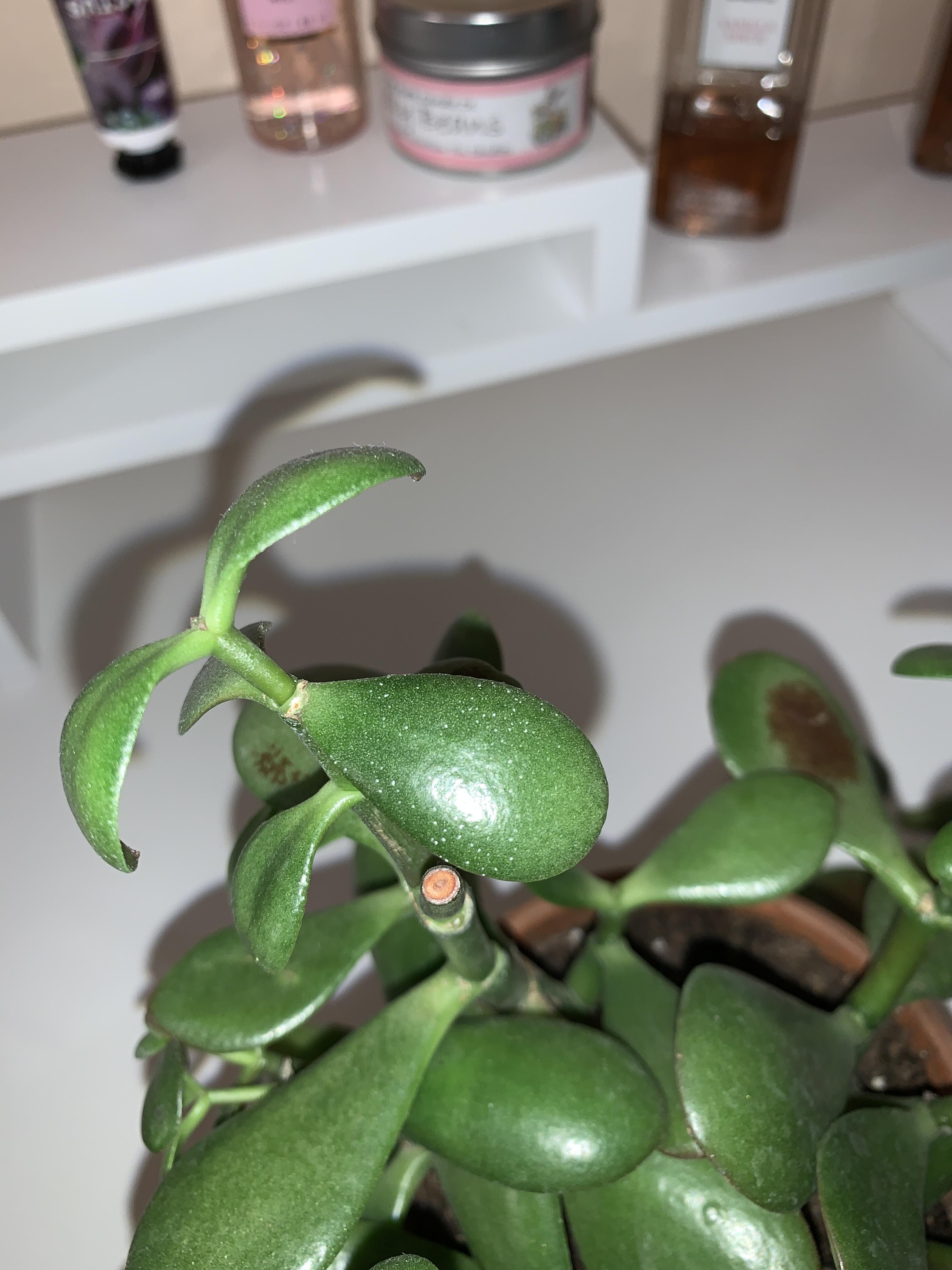 What are these white dots on my Jade plants leaf? r/succulents