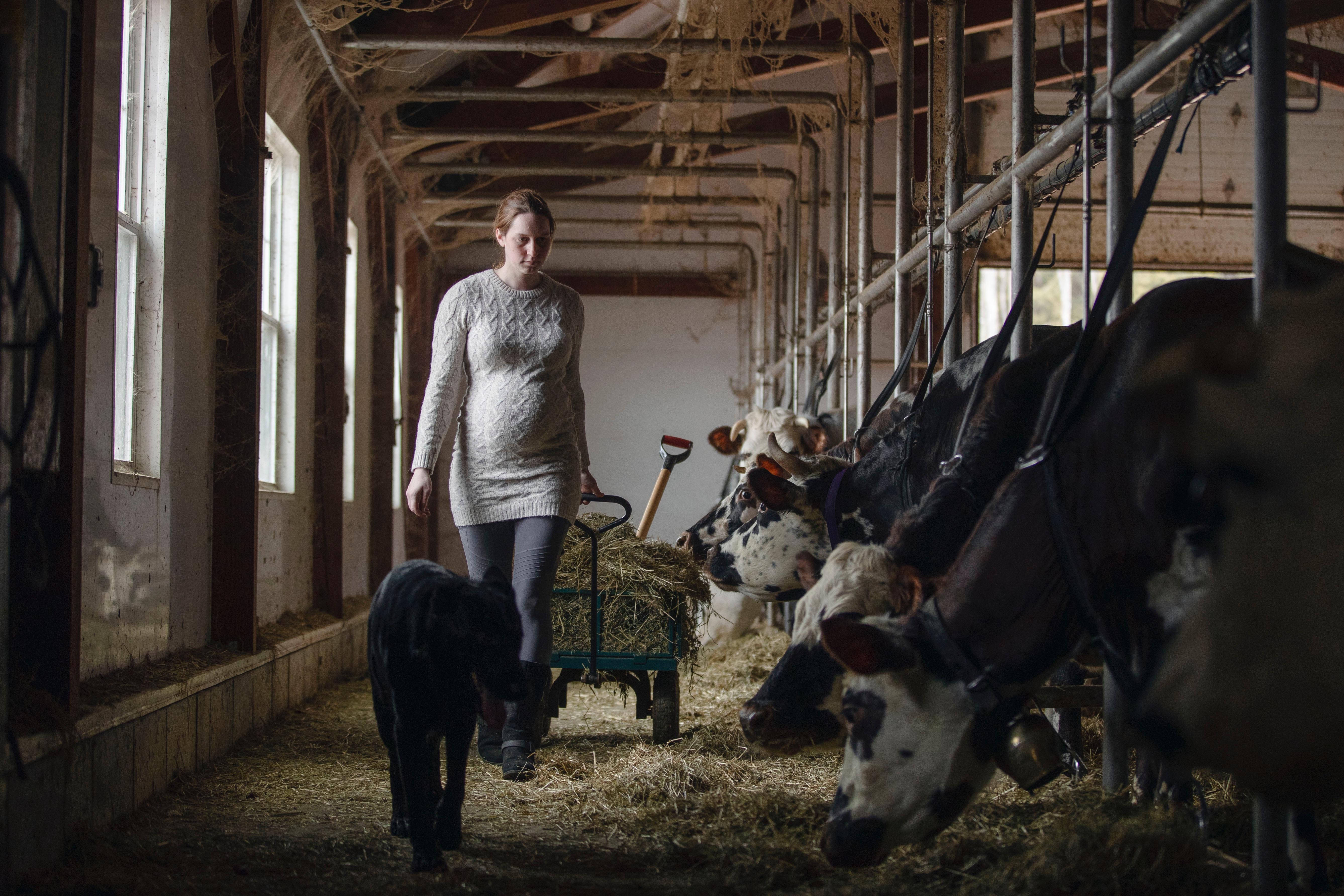 A day on the Dairy Farm in Arundel r/Maine
