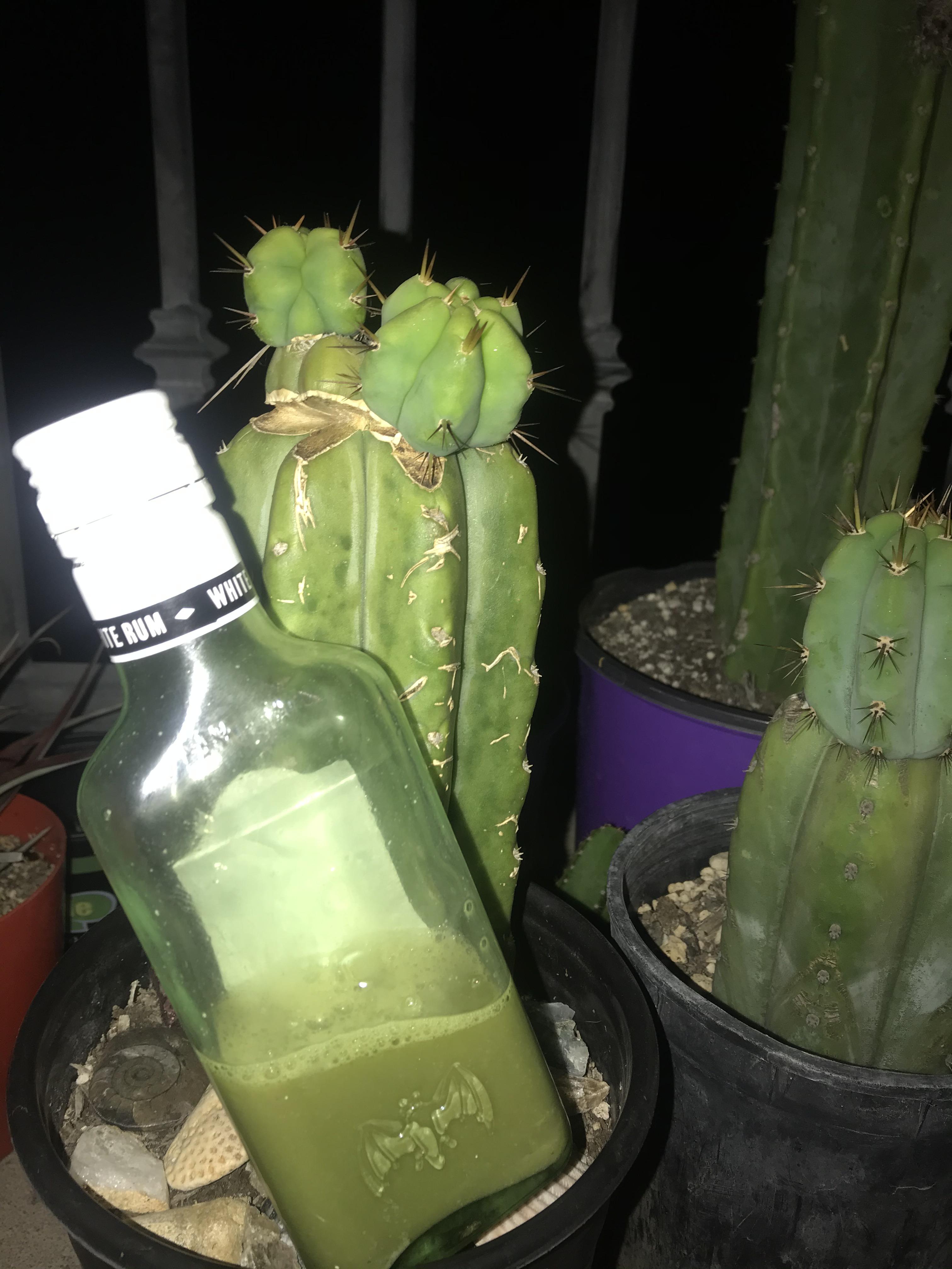 Cactus juice. It’ll quench ya r/druggardening
