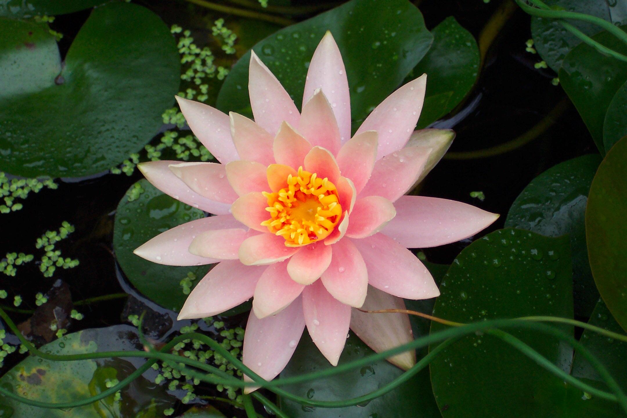 The most perfect water lilly. gardening