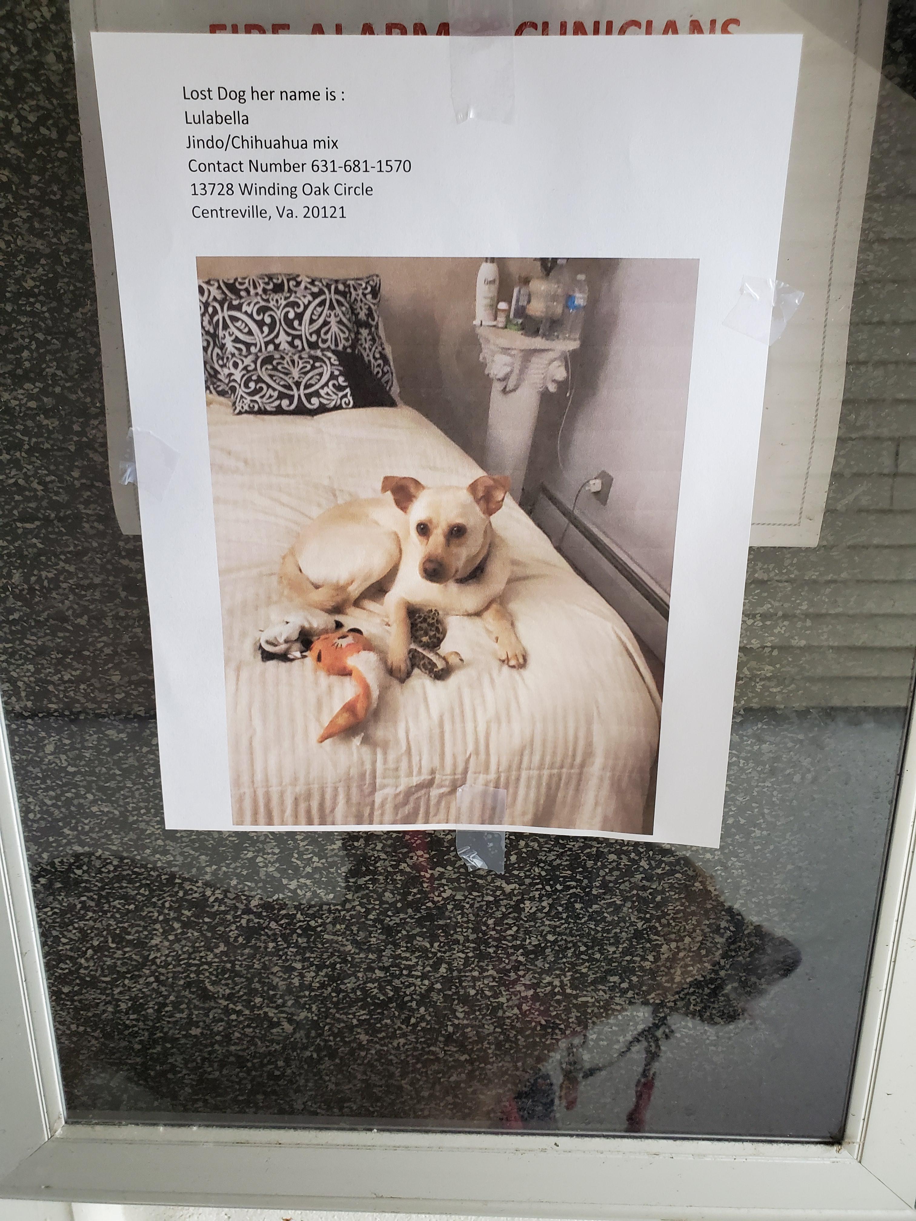 HELP LOST DOG**** my neighbors dog escaped last night at bent tree