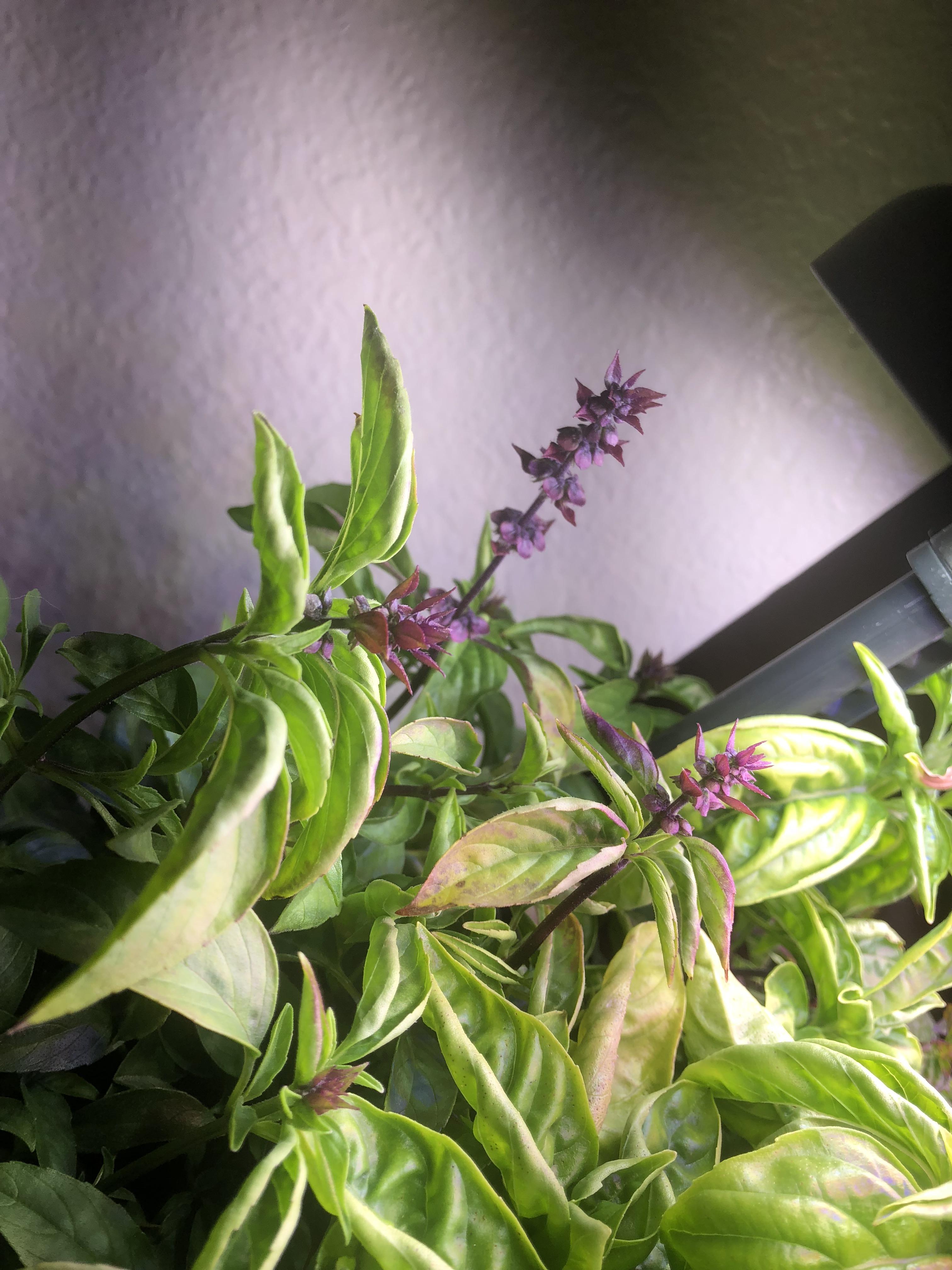 I let my basil continue to grow, it’s flowering very pretty. r/aerogarden