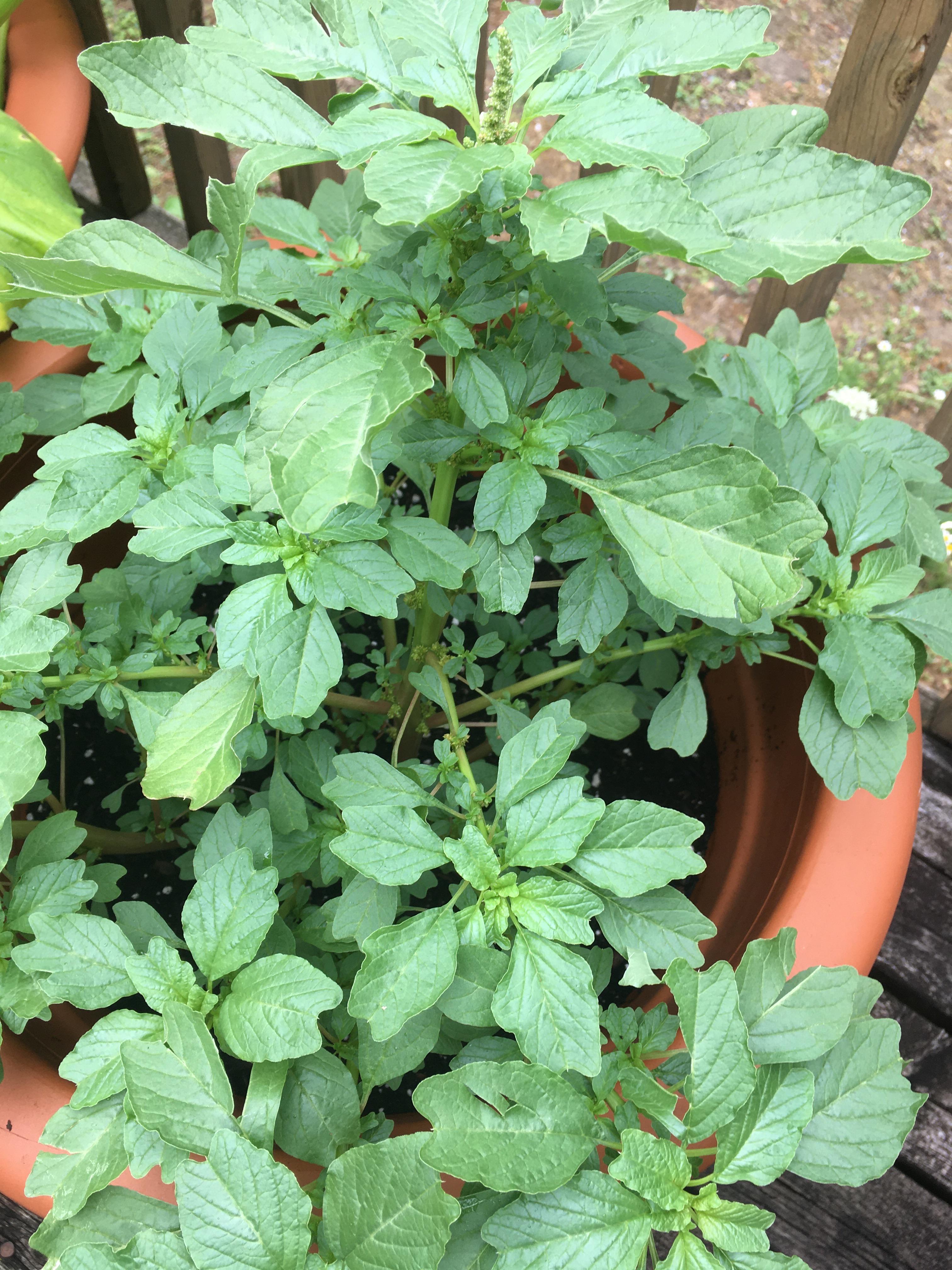 Thought we planted mint, but this sure doesn’t look like mint to me