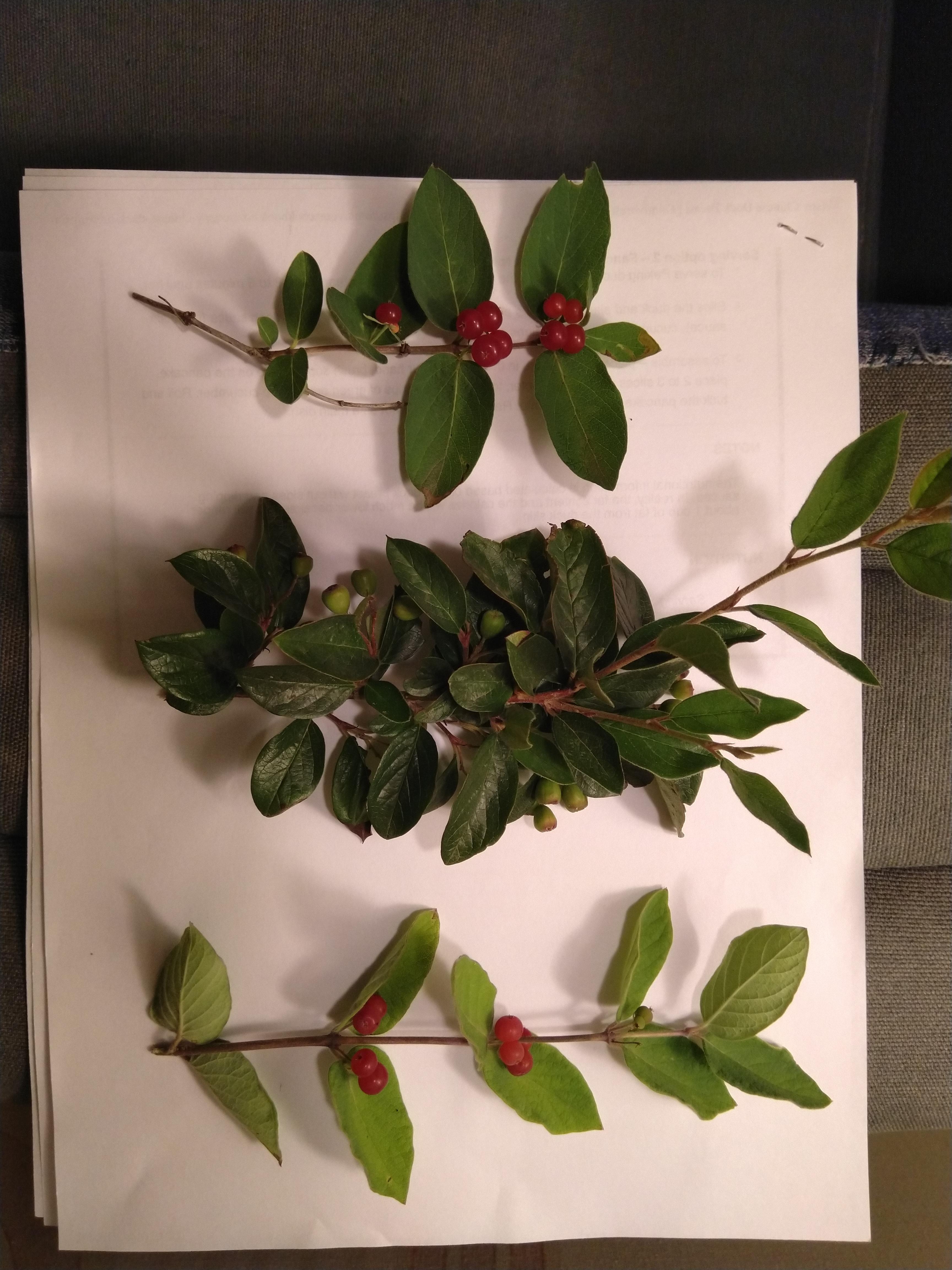 These three berry bushes Northern Minnesota (zone 3). All picked today (7/24). Left and middle