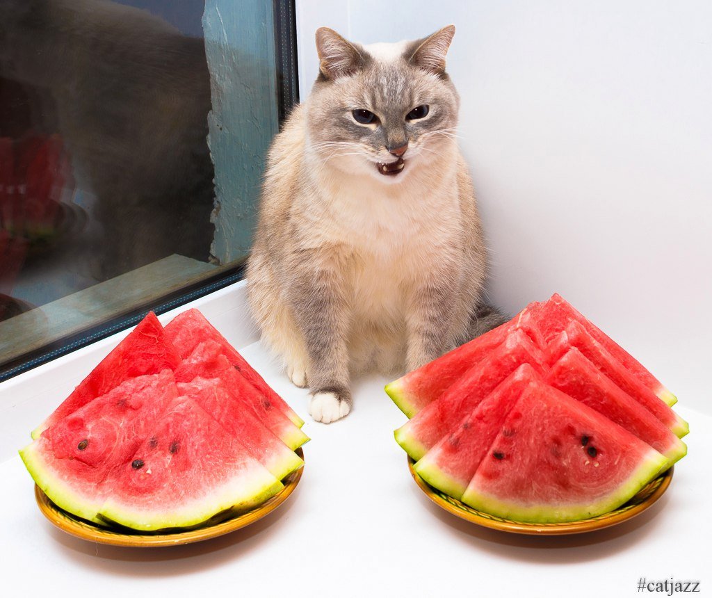 PsBattle This cat with his melons