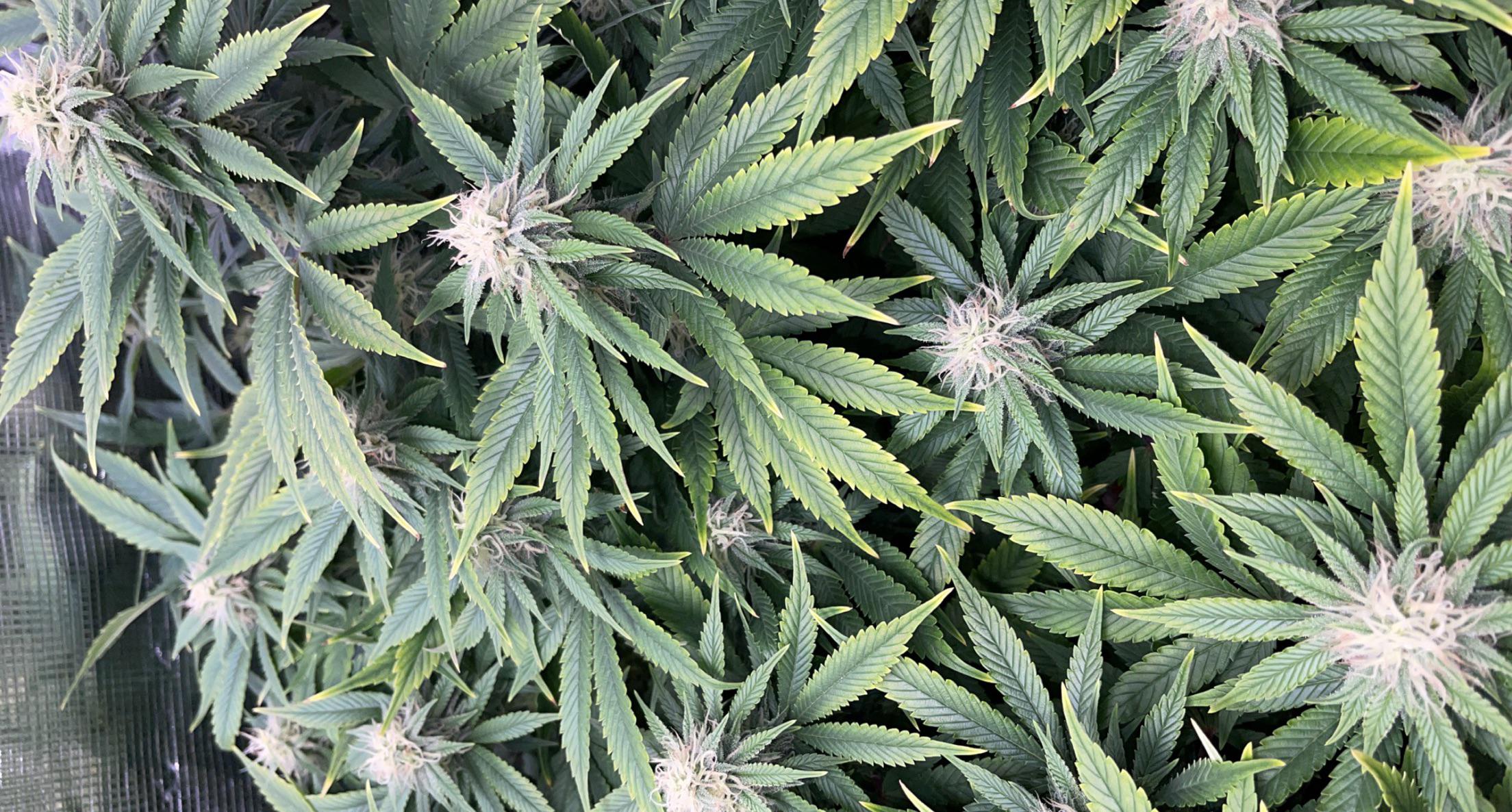 What does yellowing on the rims of the leafs mean ?? r/microgrowery