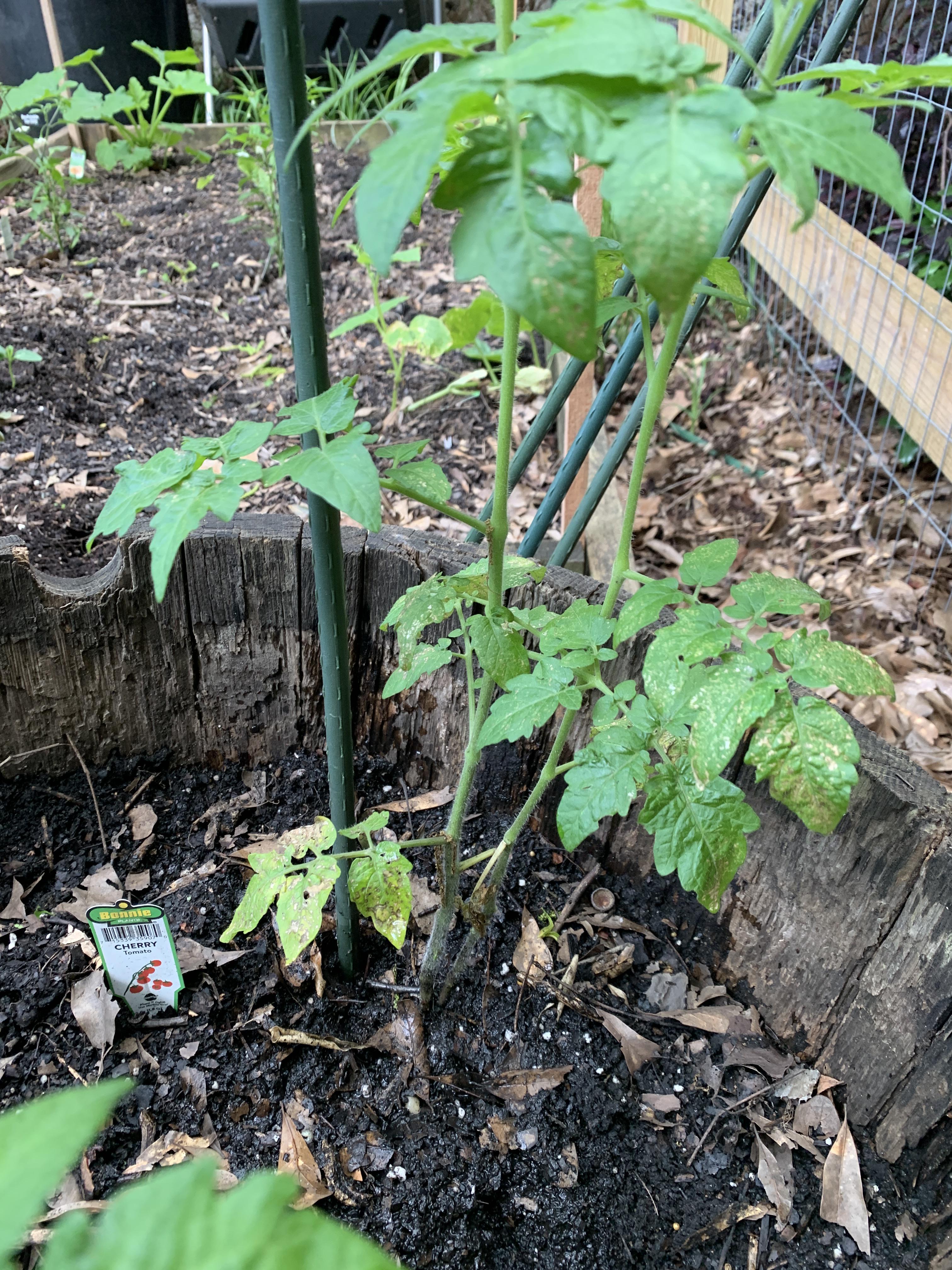 New to this.. Yellowing leaves on the tomato plant any suggestions on