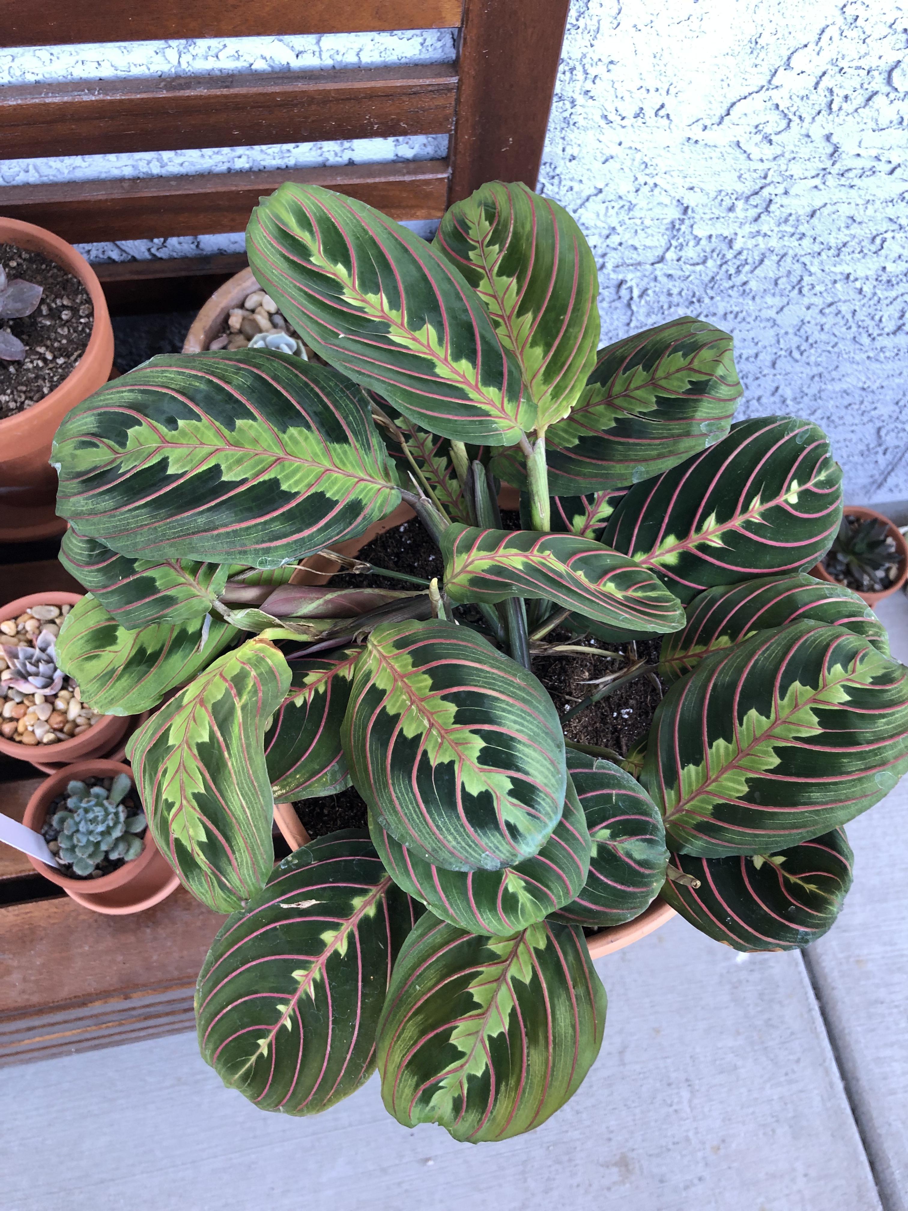 First prayer plant and I’m in love. How do I not kill it? r/houseplants