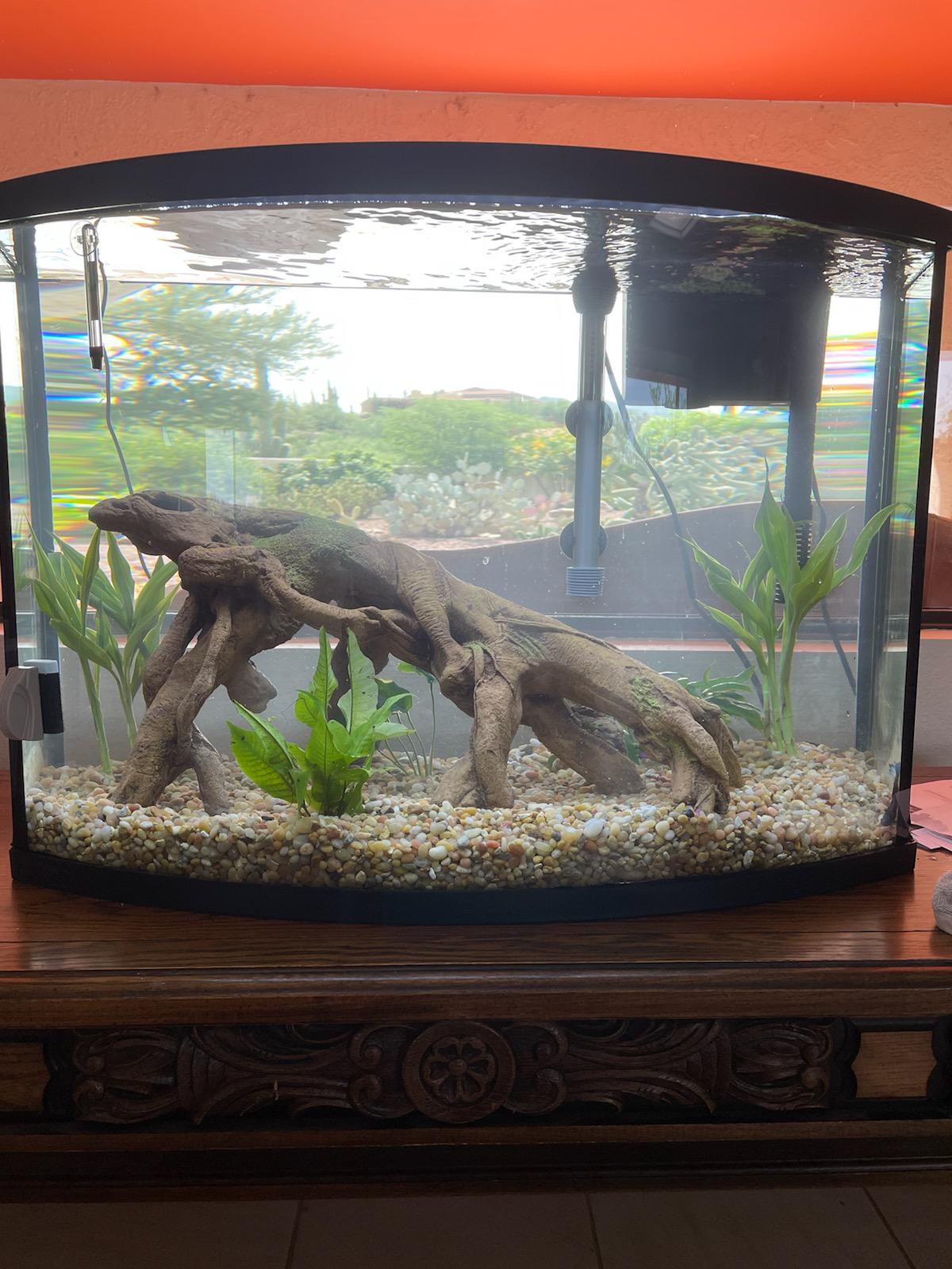 Looking for bottom feeders/ algae eaters that would be good for this