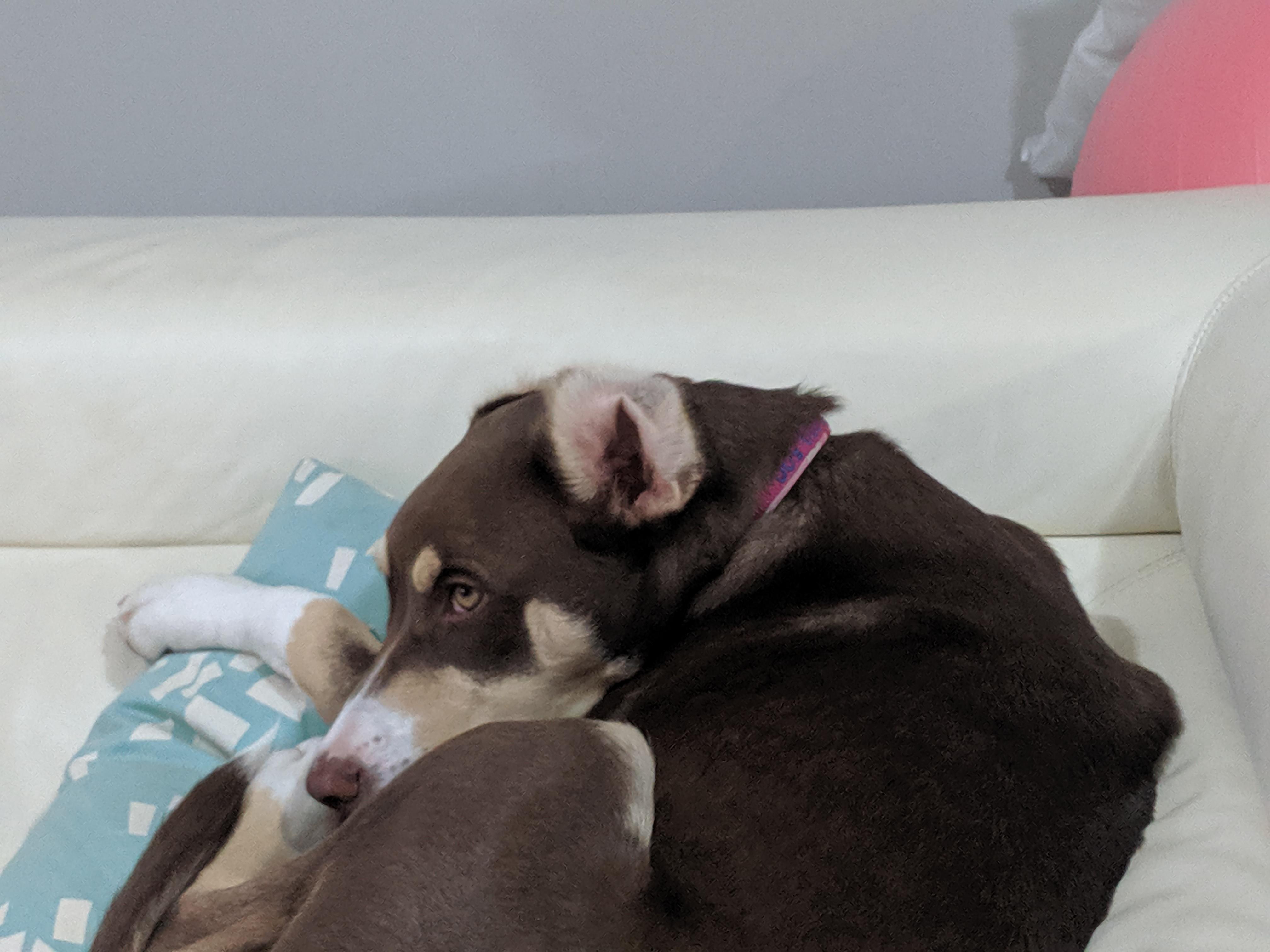 I folded my dogs ears back, now I cant unsee this