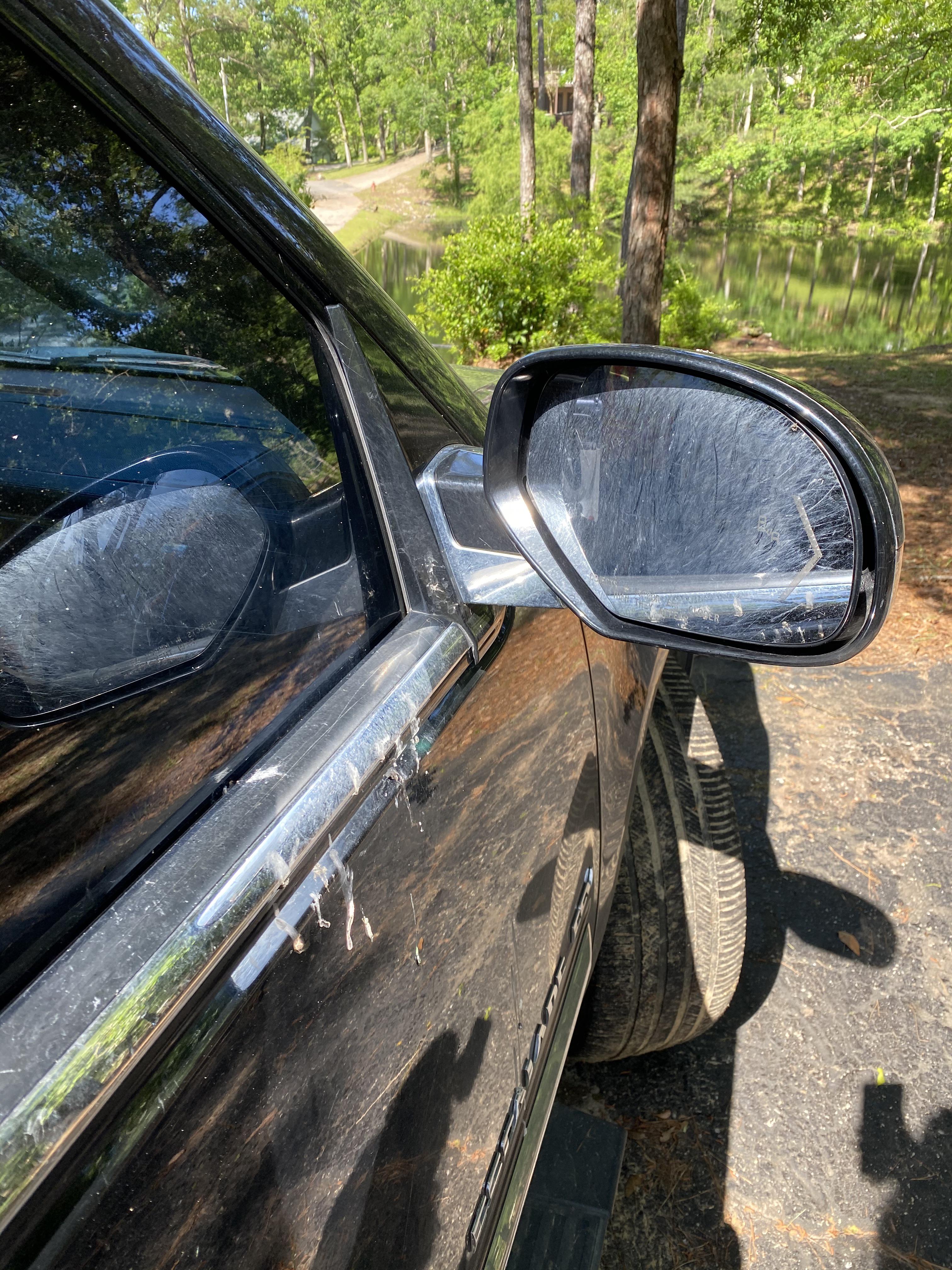 A bird spent all day pooping on my freshly washed car while admiring
