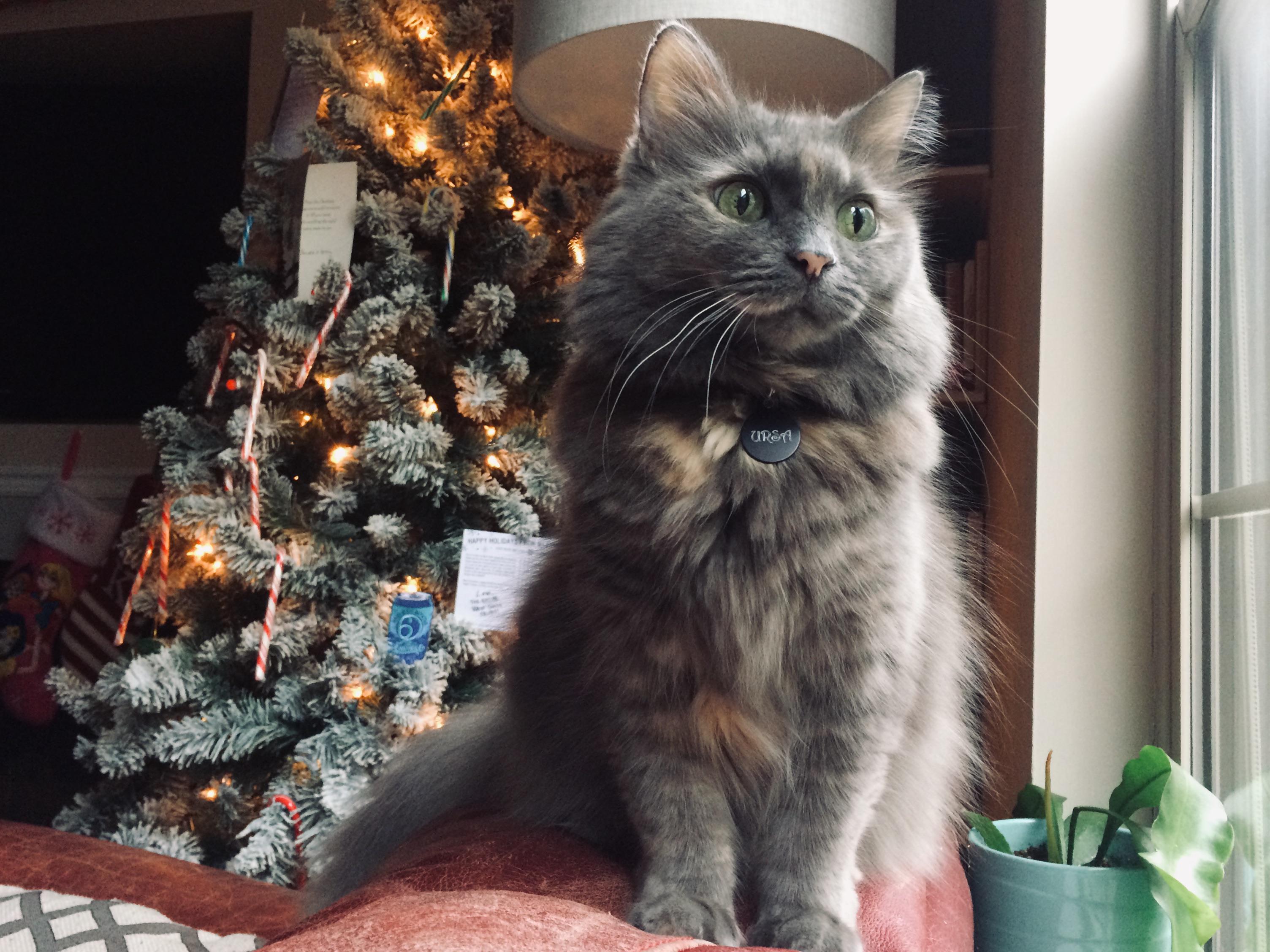 Ursa has never been caught messing with the Christmas tree r/politecats