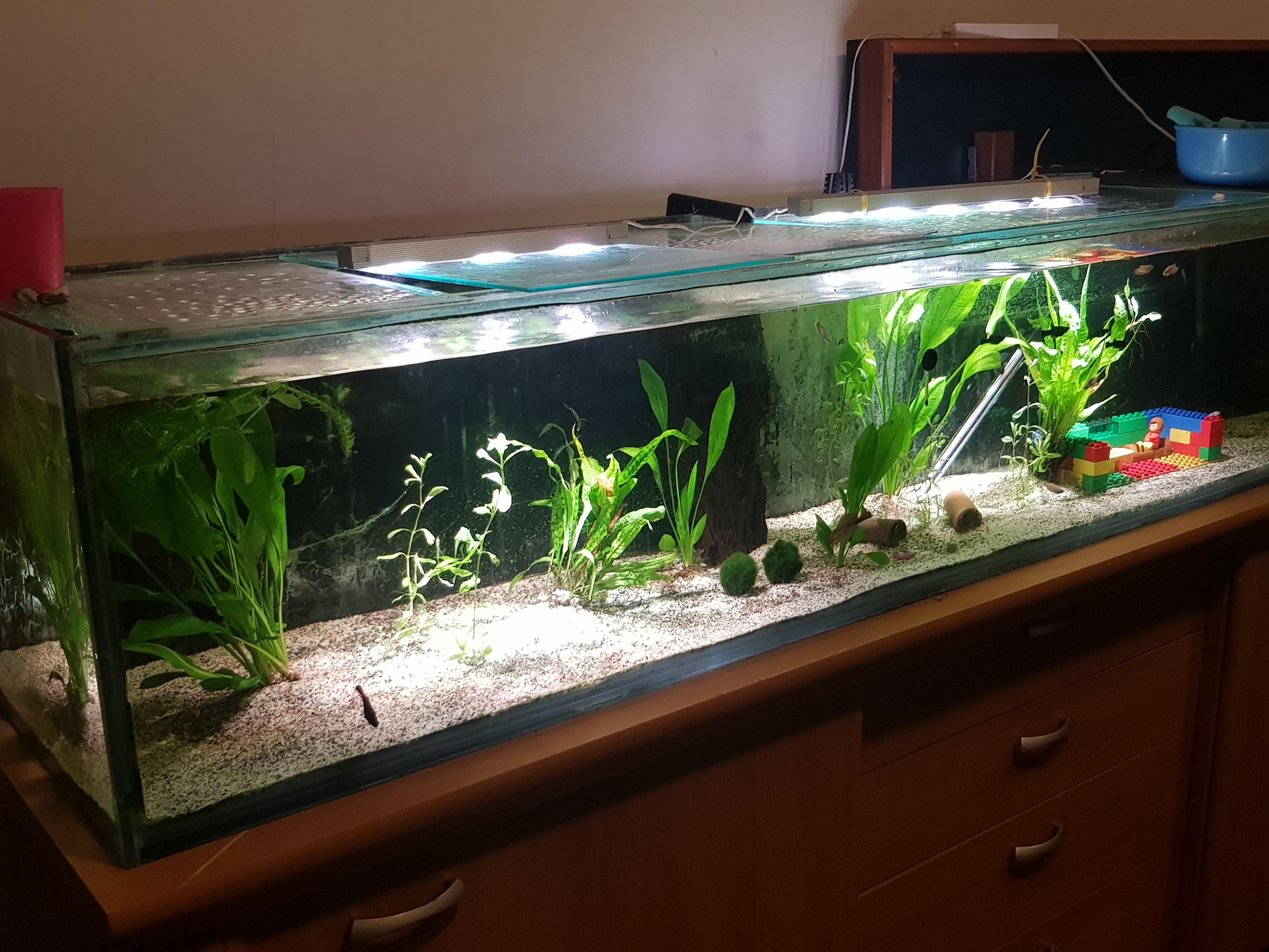 Starting to fill up! r/Aquariums