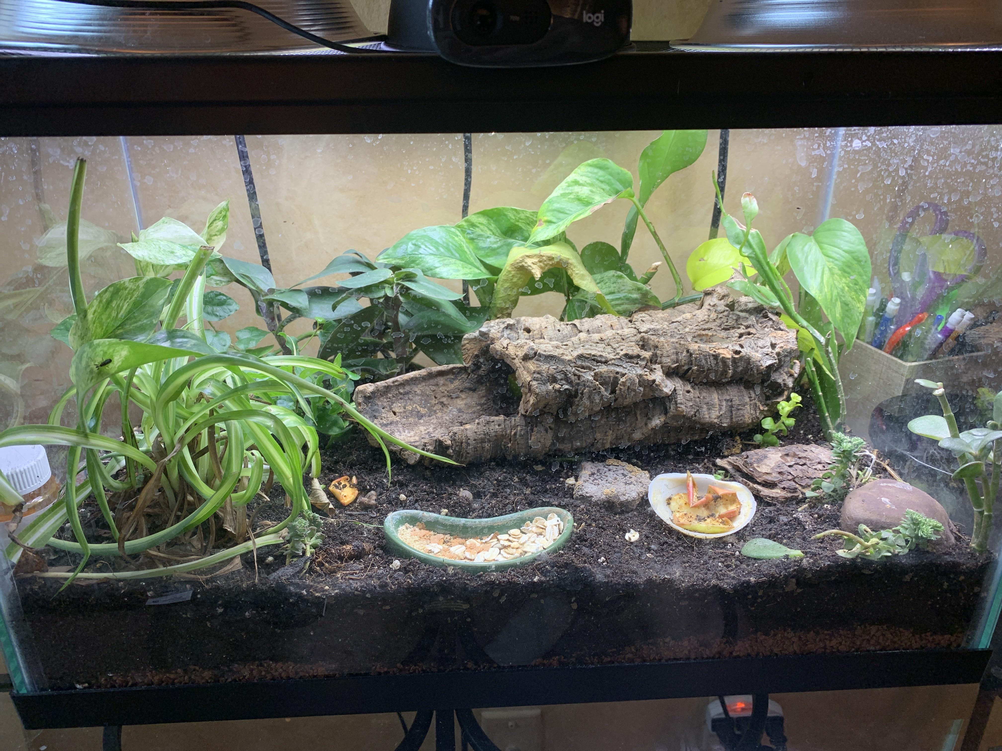 How can I increase the temp of my terrarium without using heat lamps