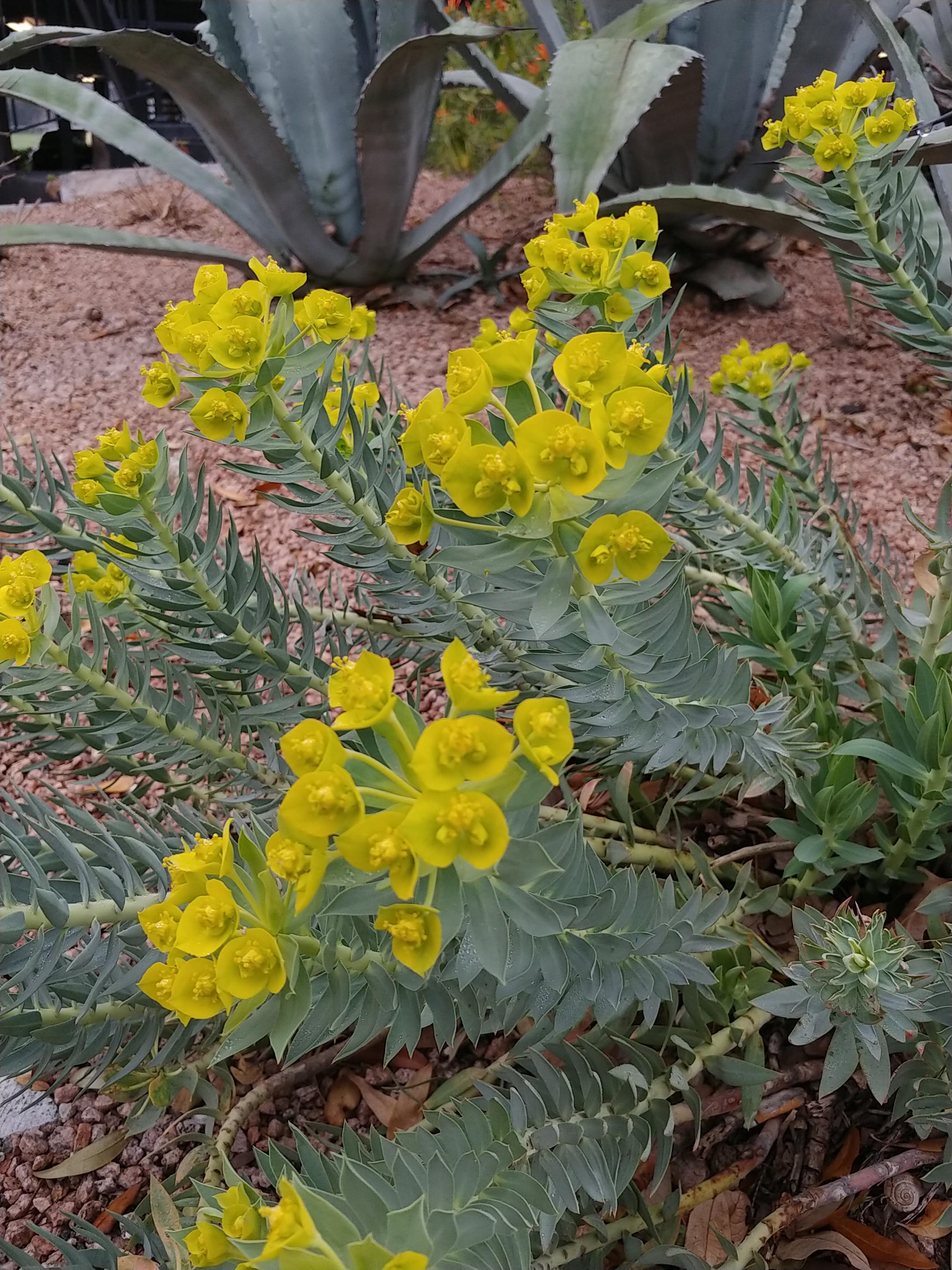 Succulent with yellow flowers? Austin Tx, about 10" tall, blooms