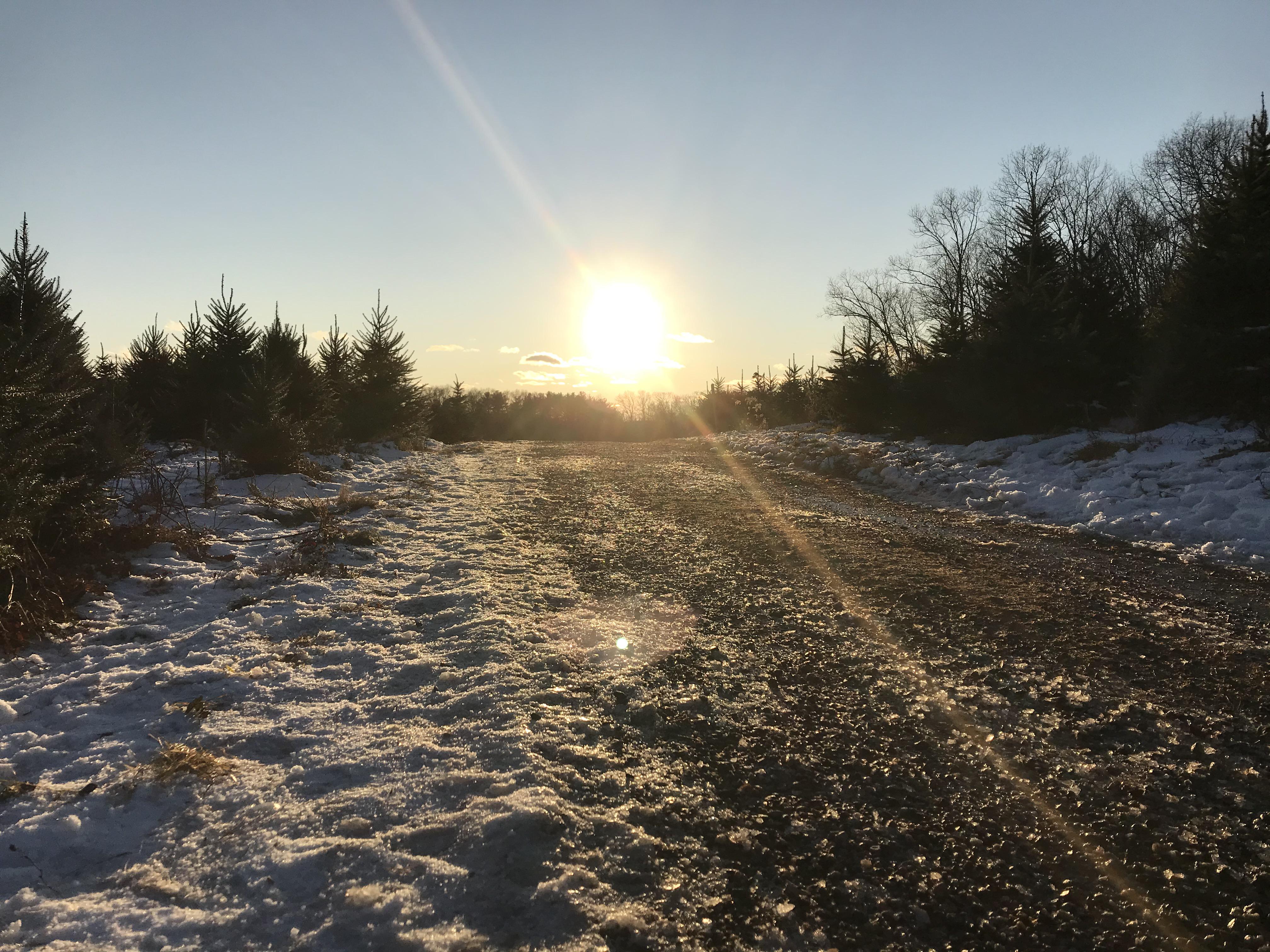 Connecticut christmas tree farm. r/pics