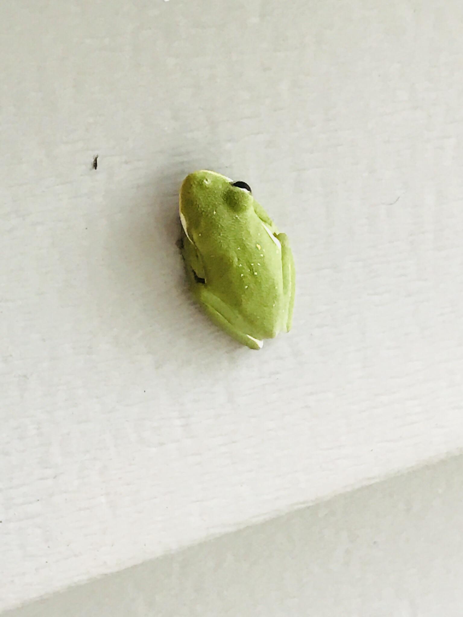 This oneeyed frog that was hanging out on my porch r/mildlyinteresting