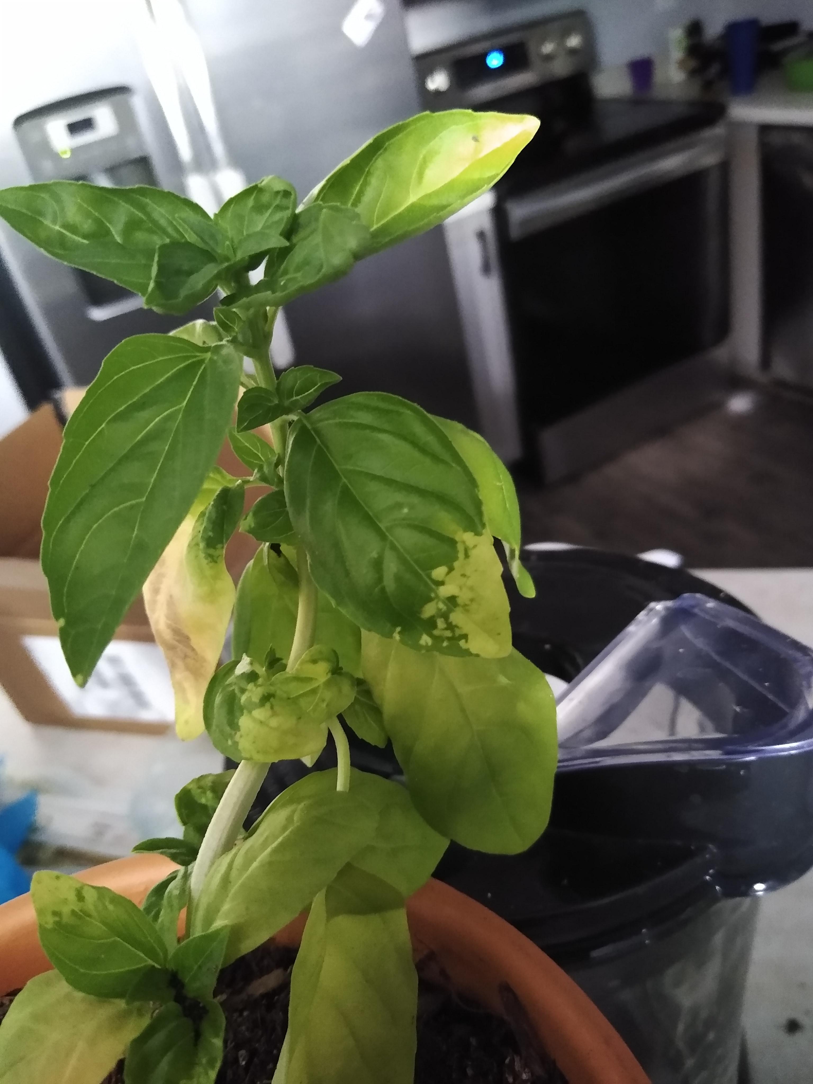 Basil being Bleached? Is it dying? Can I still harvest it safely? r