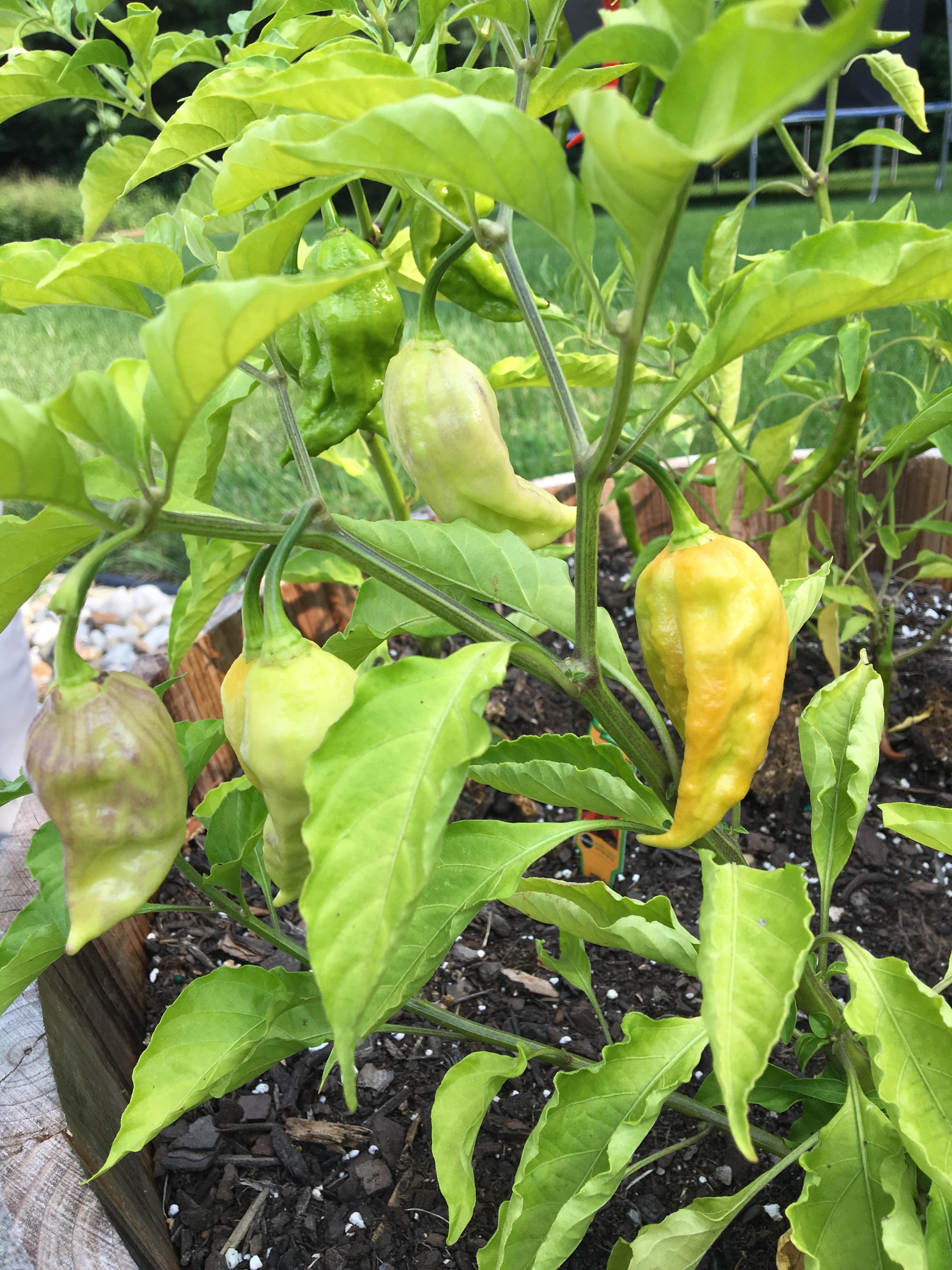 Growing Ghost Pepper Chart