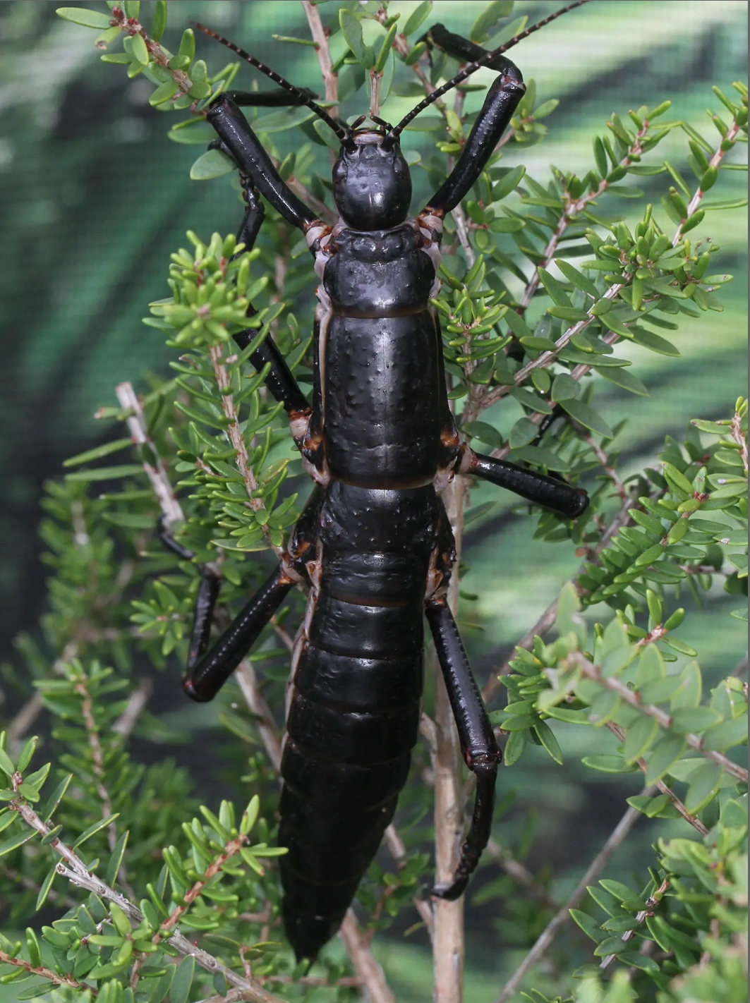 🔥 The Dryococelus australis or tree lobster, once thought extinct, is