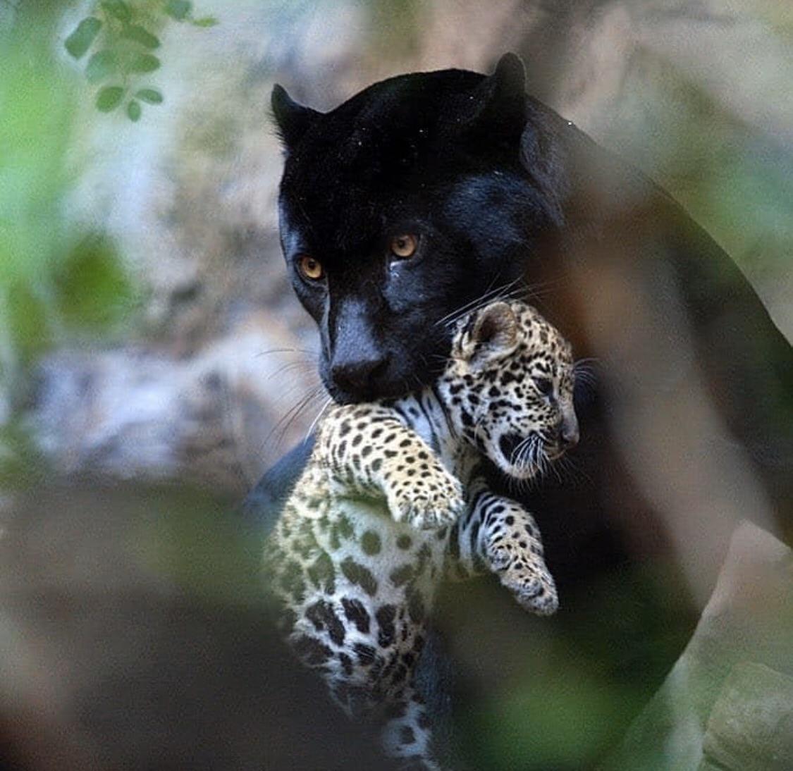 Black Panther Mum Carrying Cub r/hardcoreaww