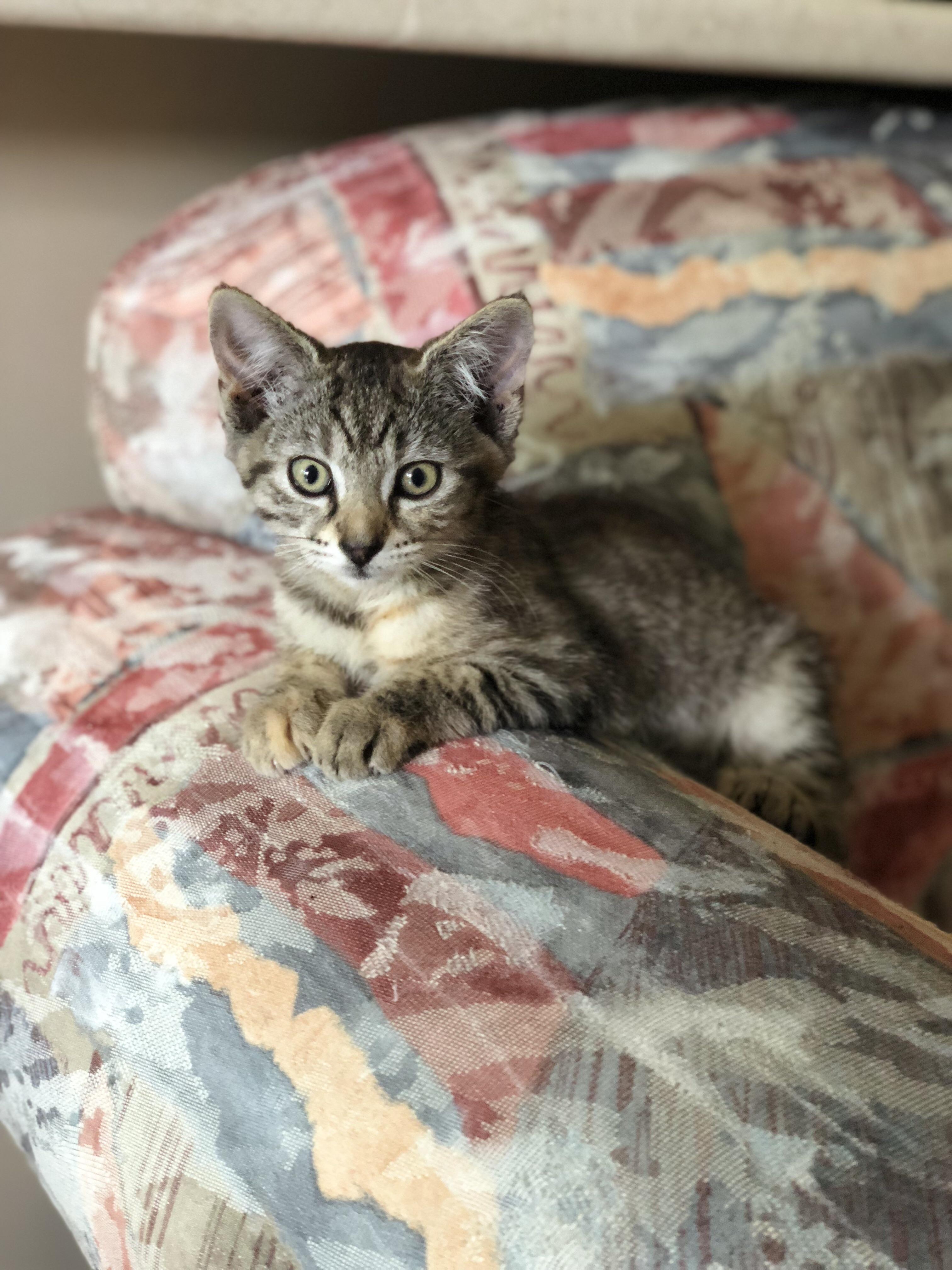 First time having a cat. Everyone meet my new baby, Nala! ) cats