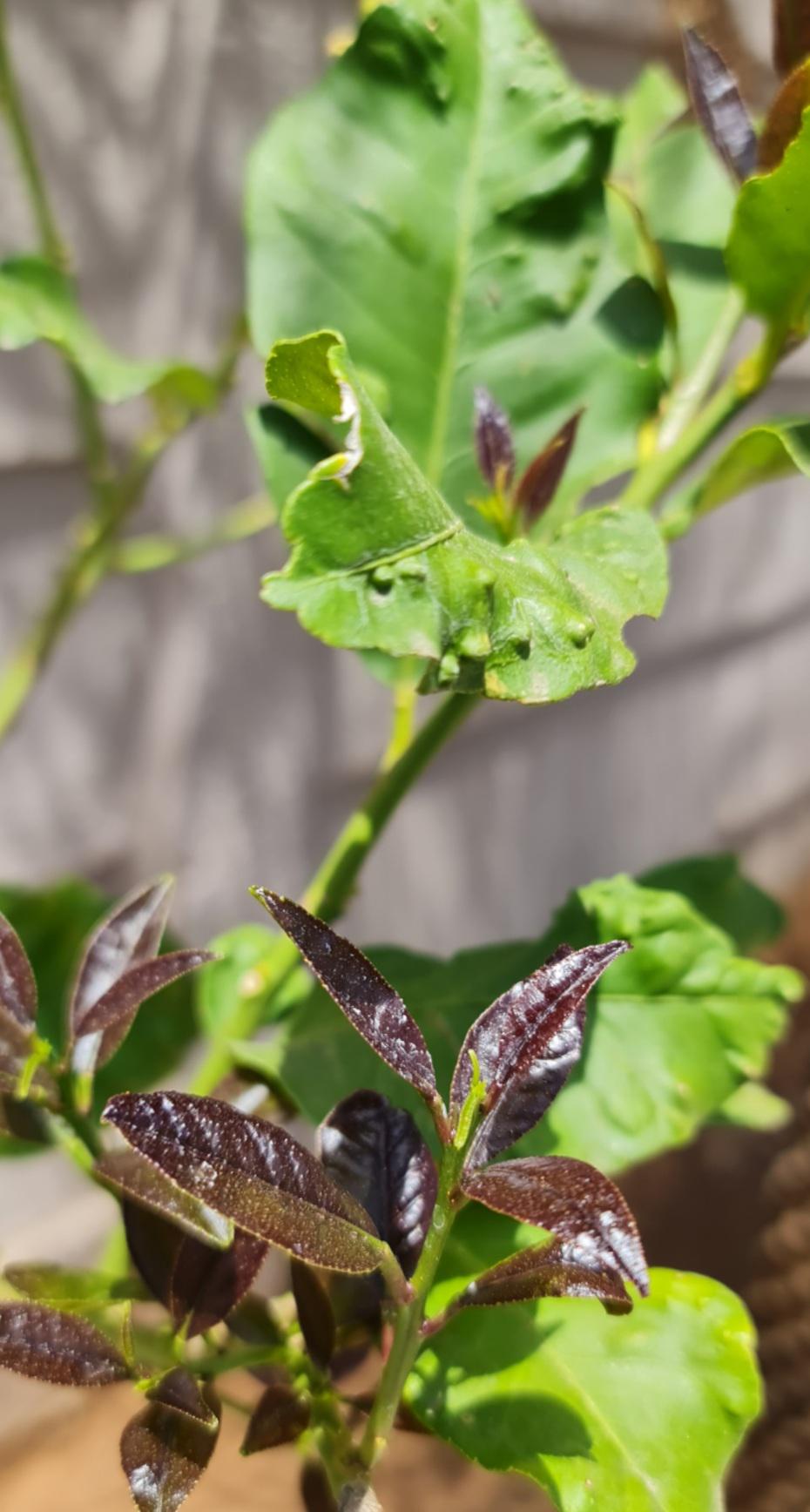 Help! Some leaves on my lemon tree are darkening and others are forming little bumps. What's