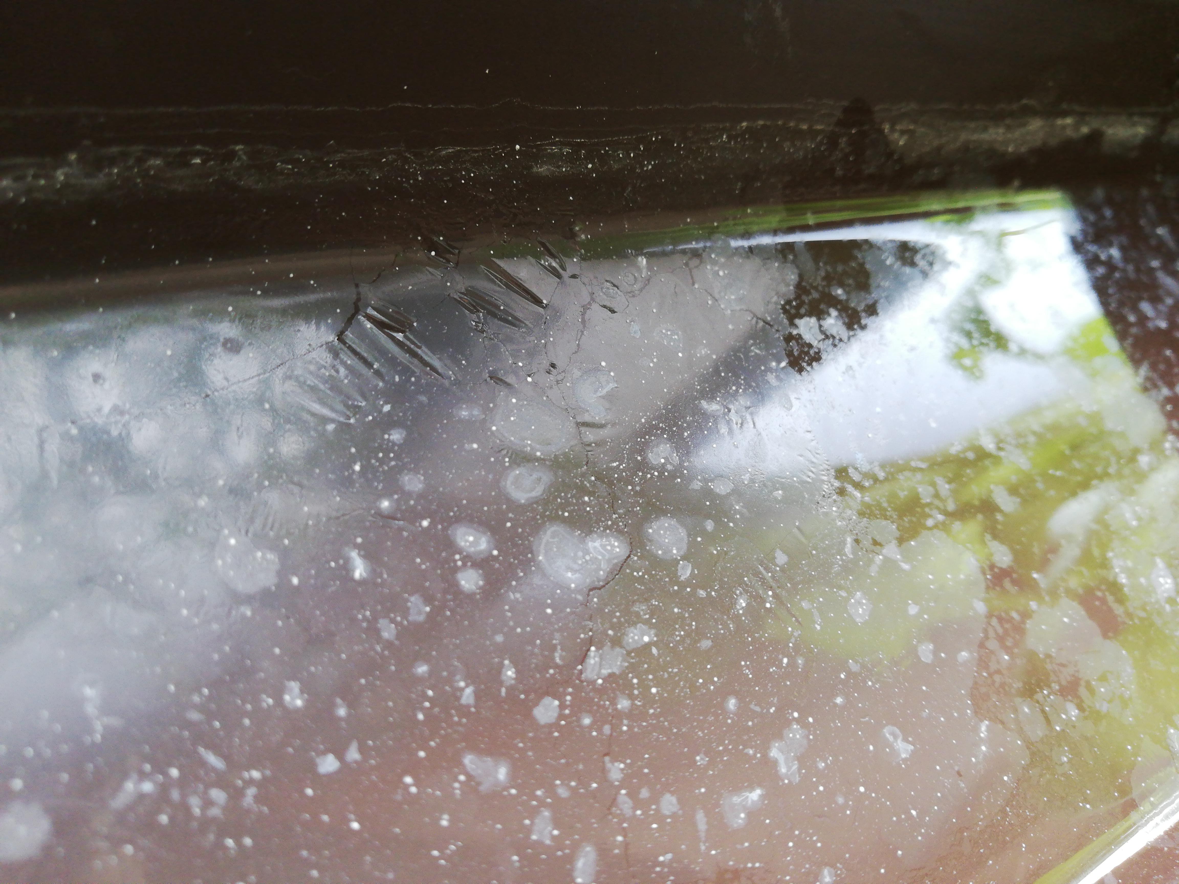 Film of something on the water surface. Any ideas? Plants look really