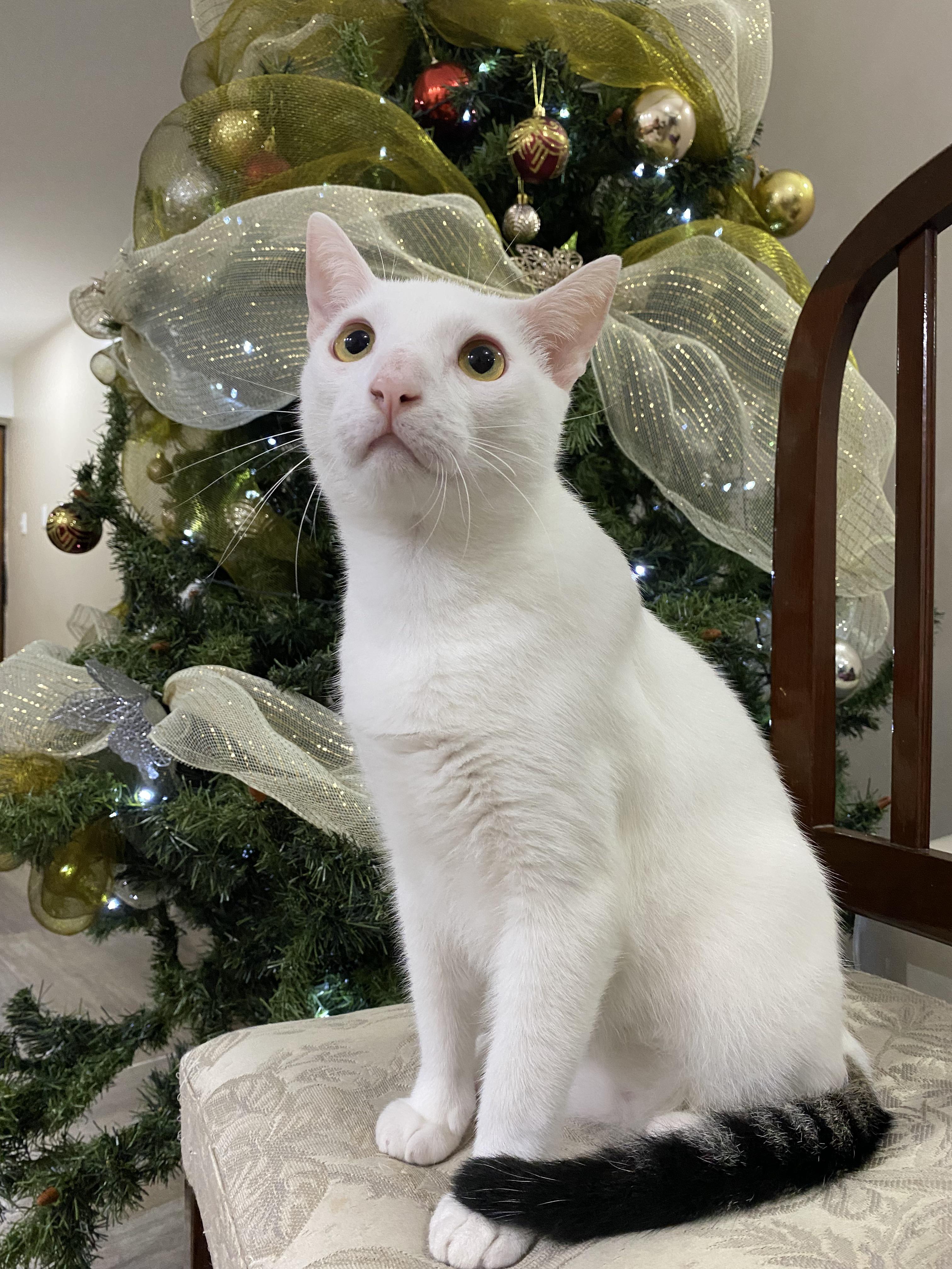 656 best Shoelace images on Pholder Slazo, Curated Tumblr and Aww