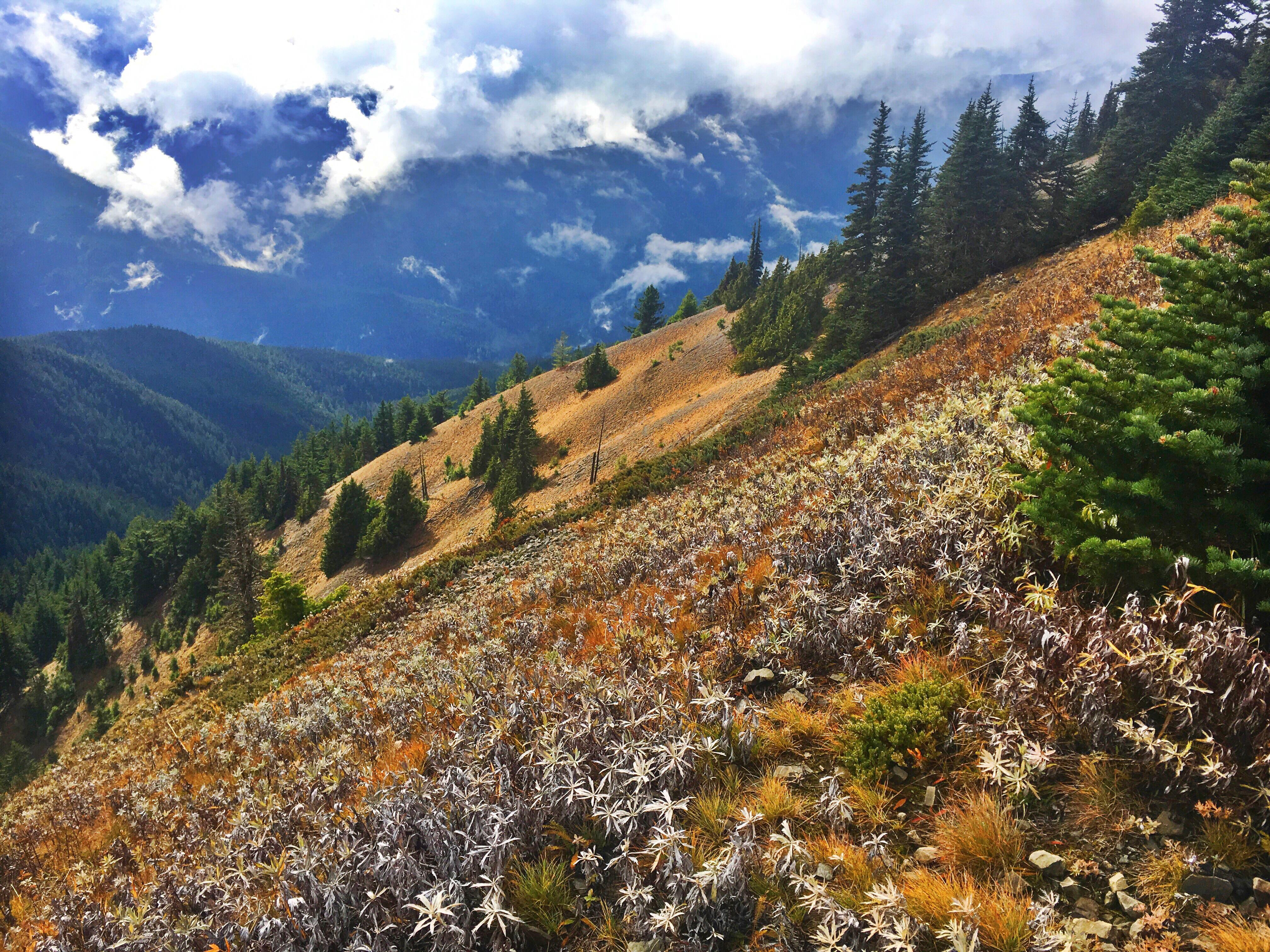 Hurricane Ridge Hike Hurricane Ridge Trail,Olympic National Park