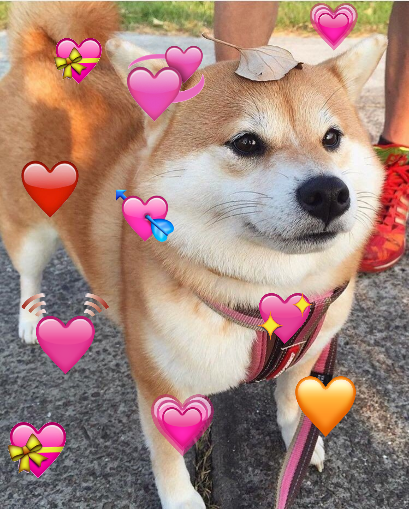 Since everyone is freaking out, here's a cute doggo with hearts because