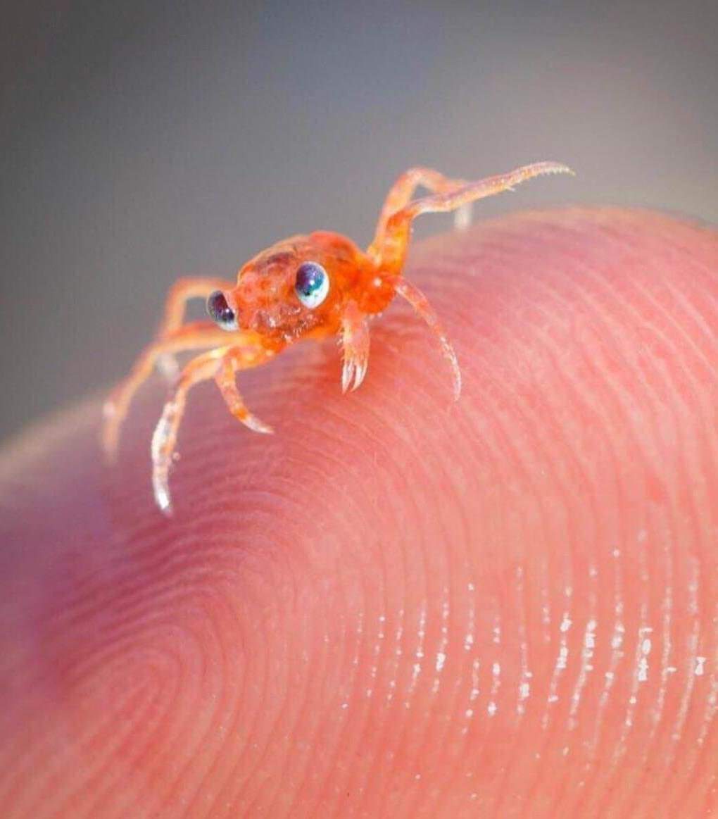 Crab r/HumanForScale