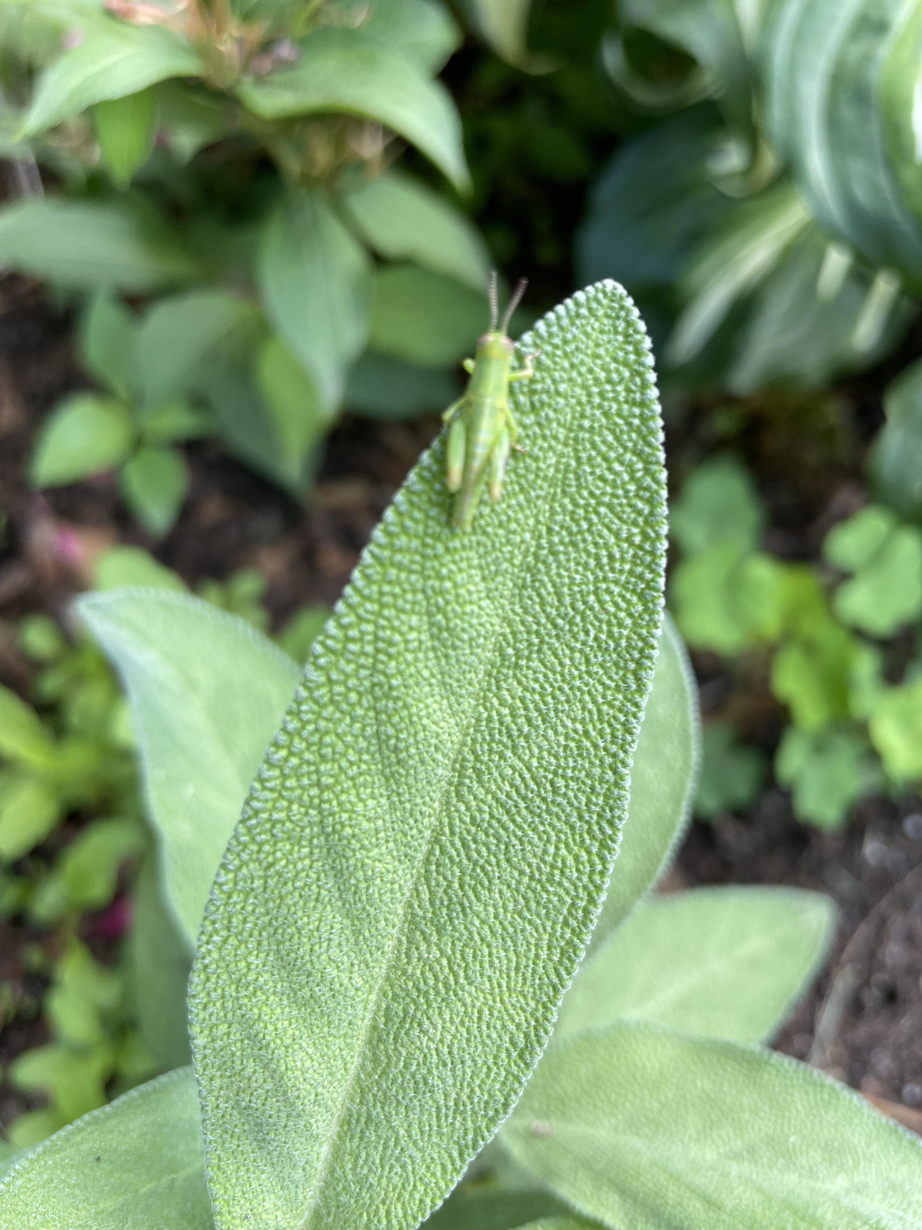 Five gold rings! Four calling birds, three french hens and a cricket on