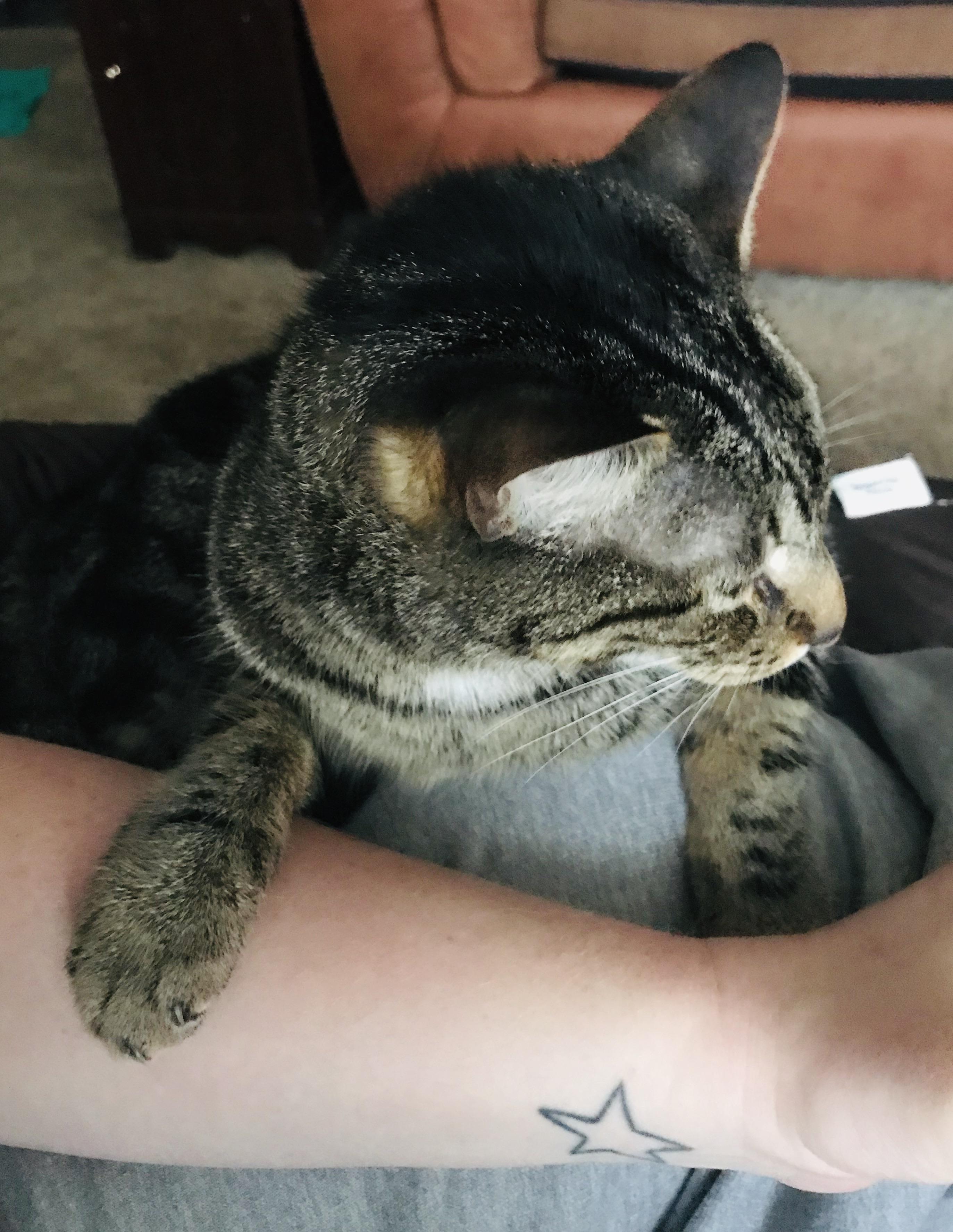 My nonaffectionate cat does this whenever I???m not feeling well. Some