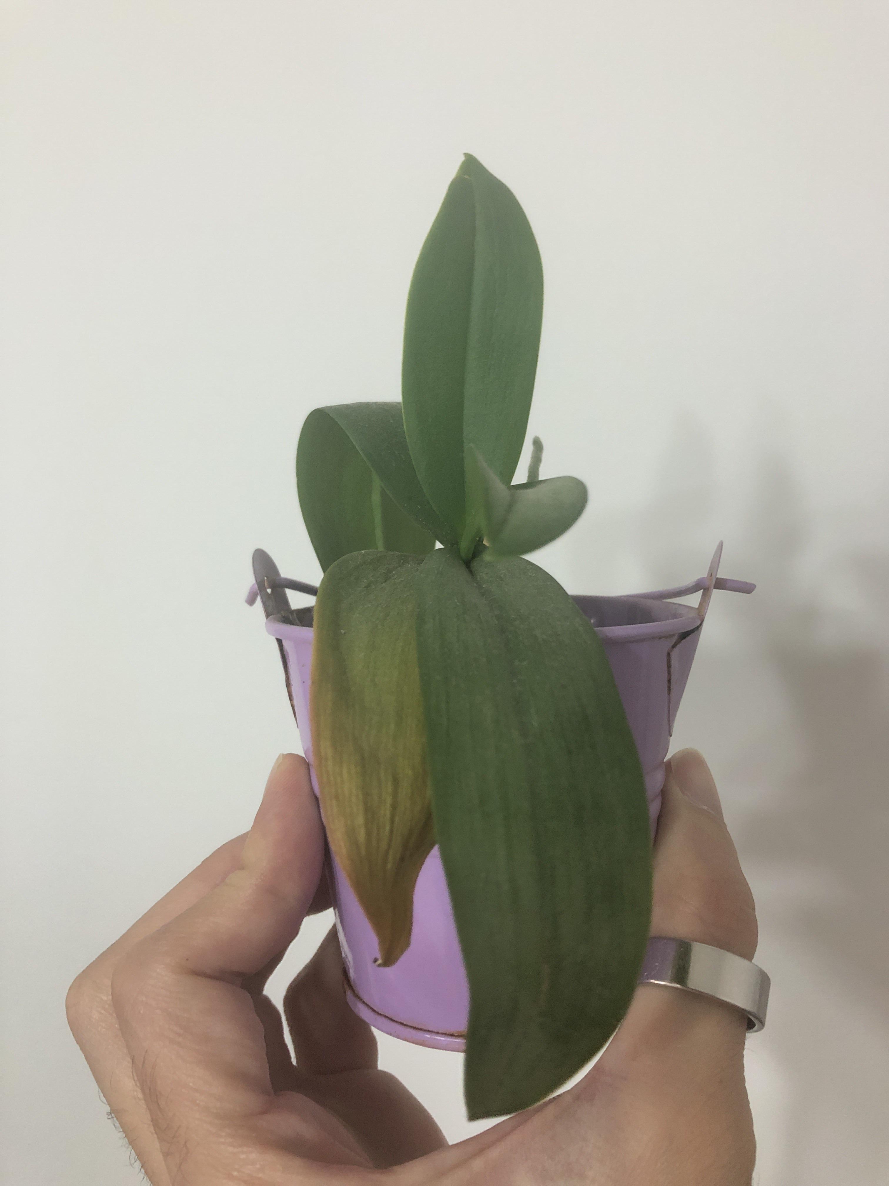 my orchid once in sitting water. It has one yellowing droopy