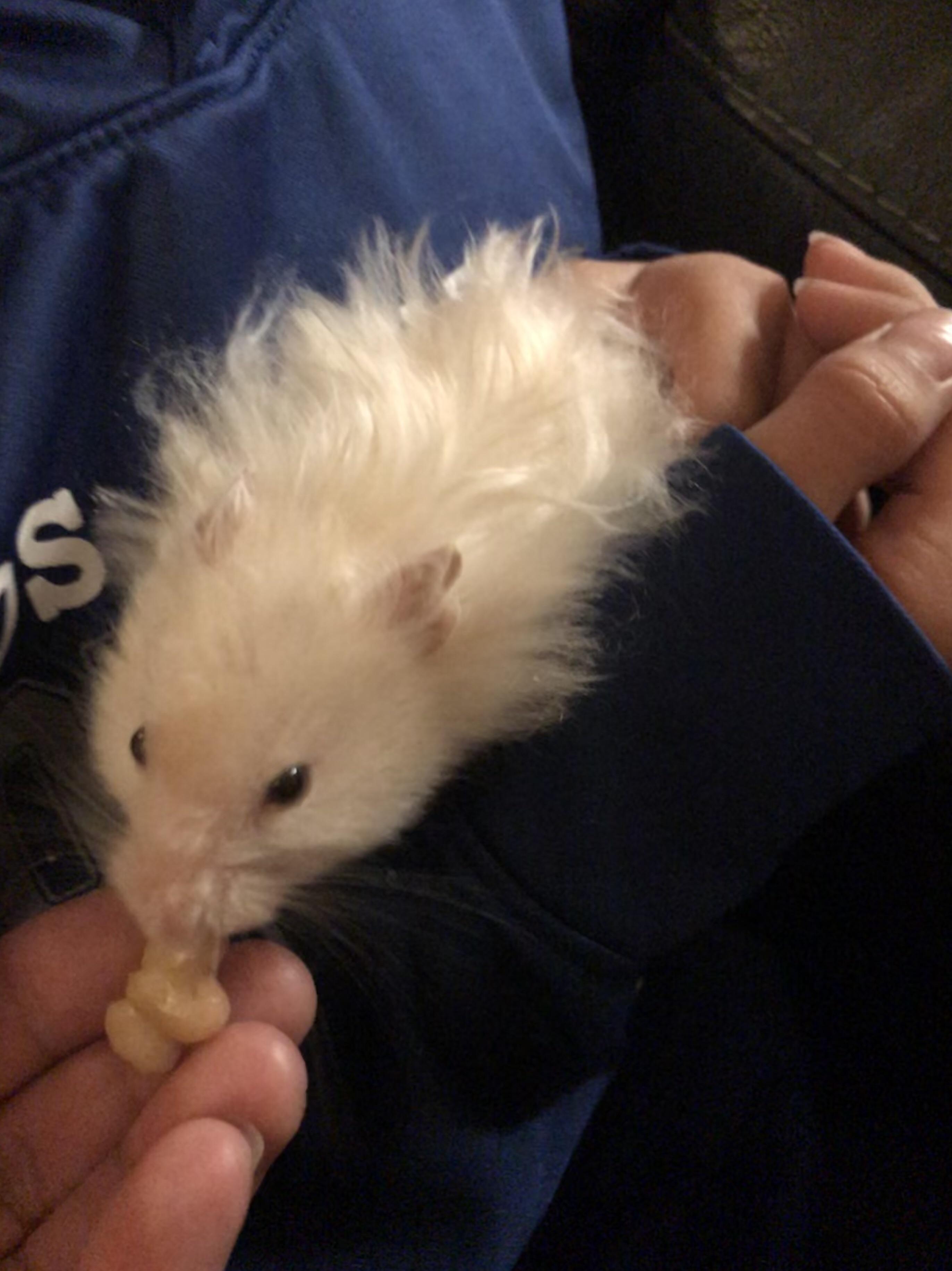 Enjoying some beans. r/hamsters