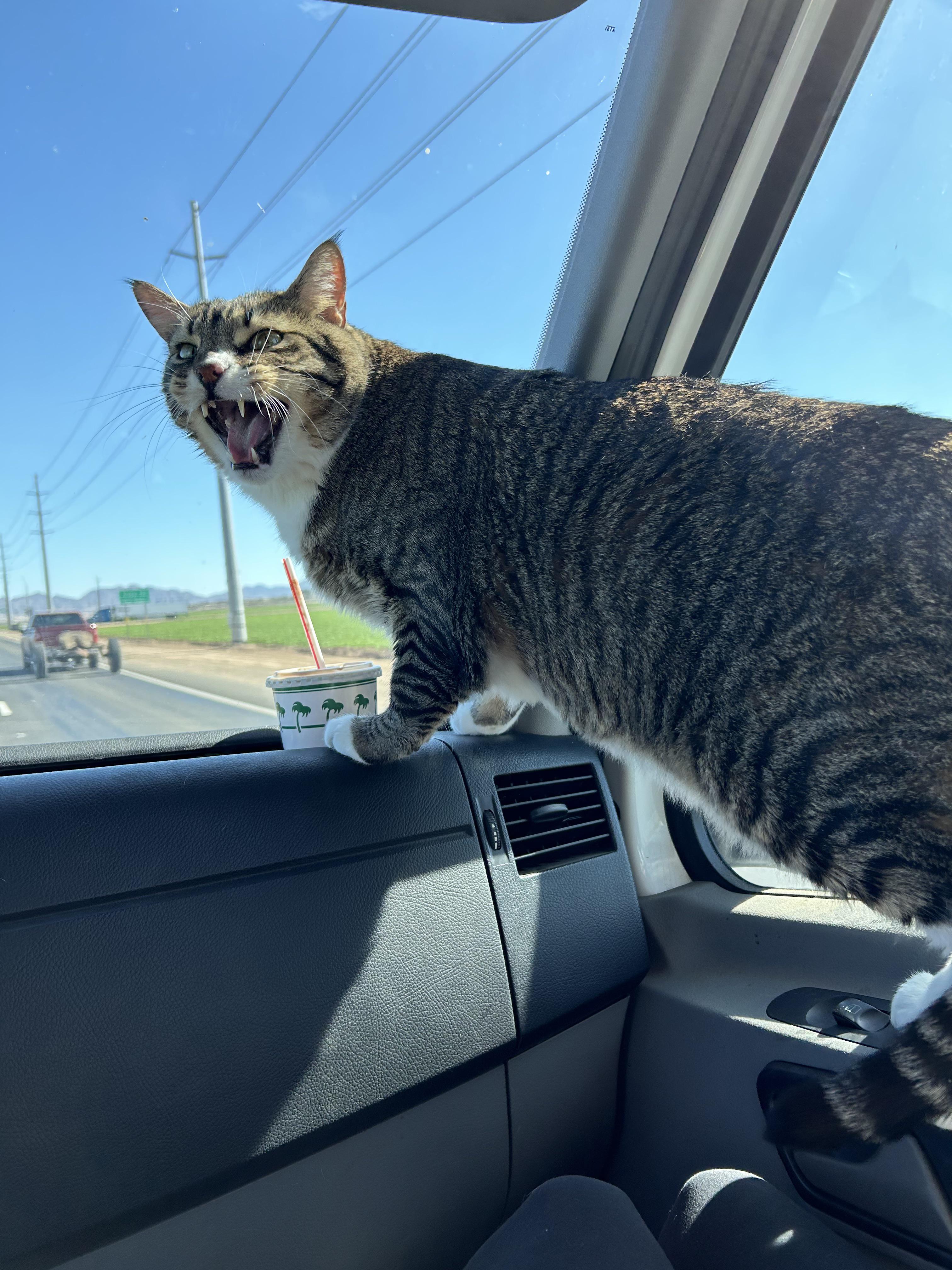 Anyone have a road trip cat? Not mine just wanted to share. r/cats